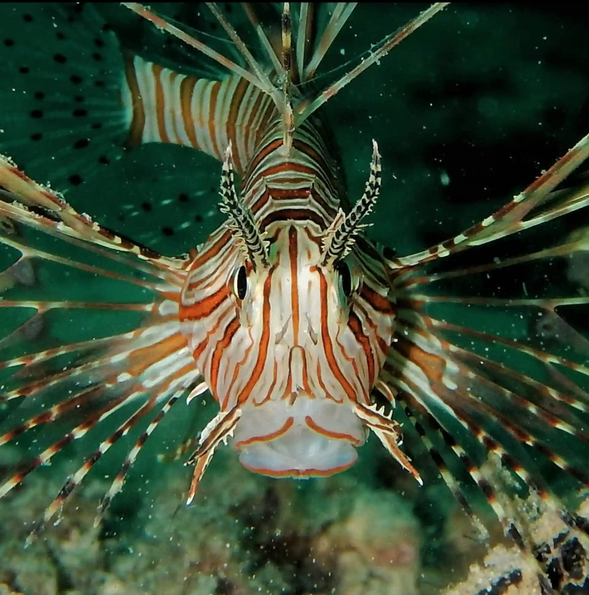 Dive site photo