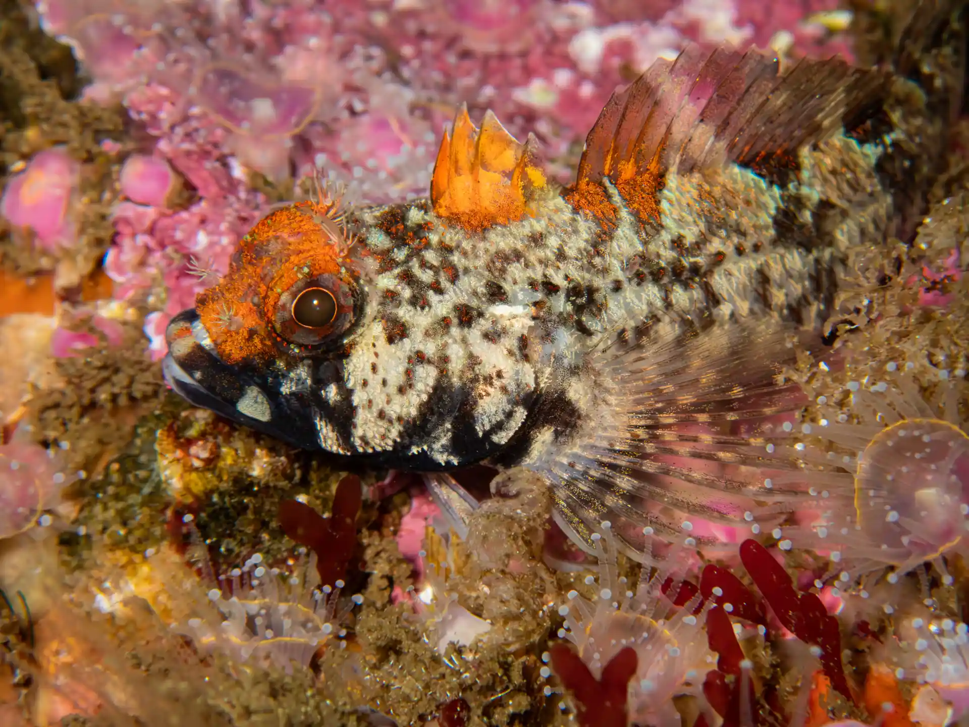 Dive site photo