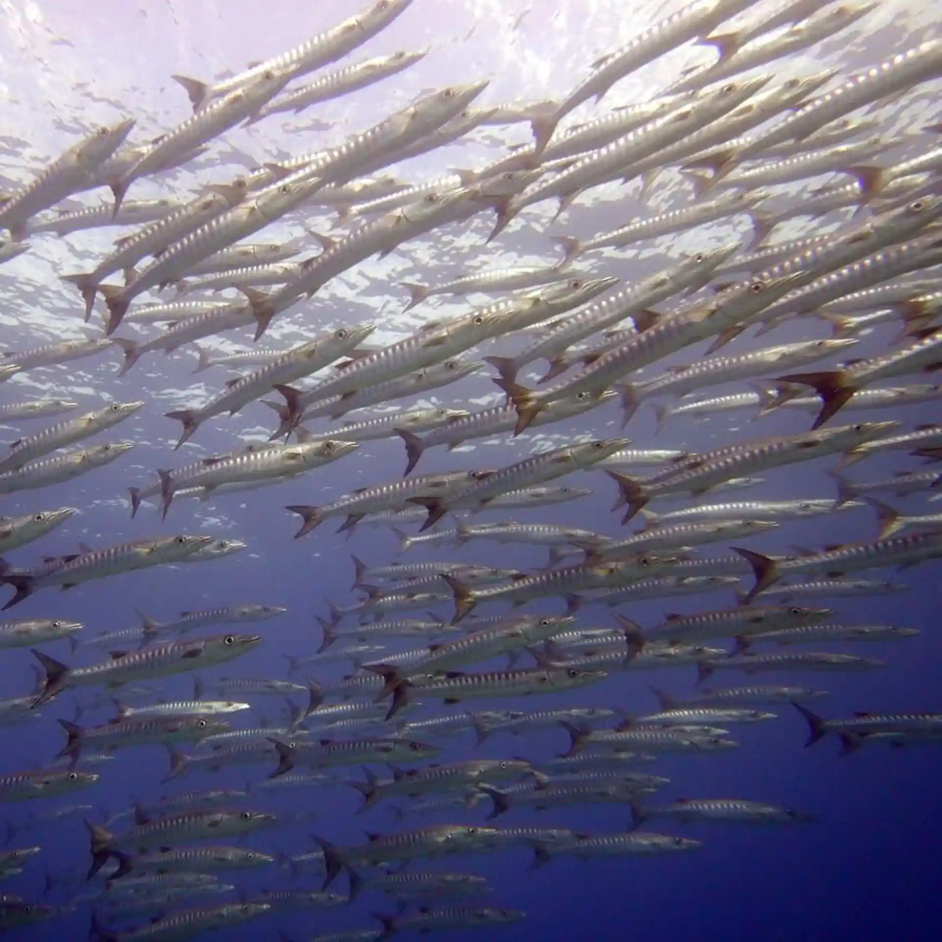 ダイビングサイトの写真