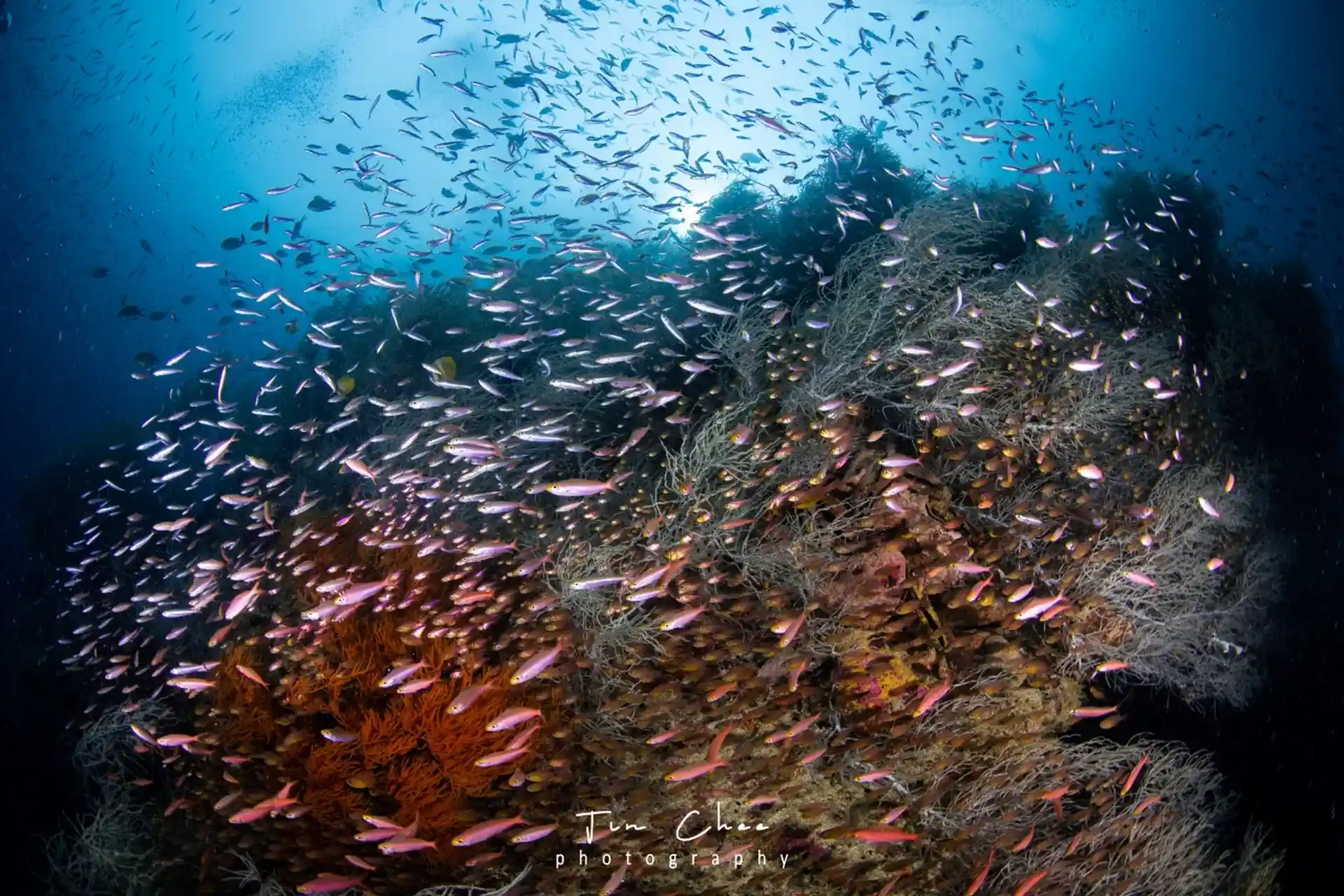 Dive shop photo