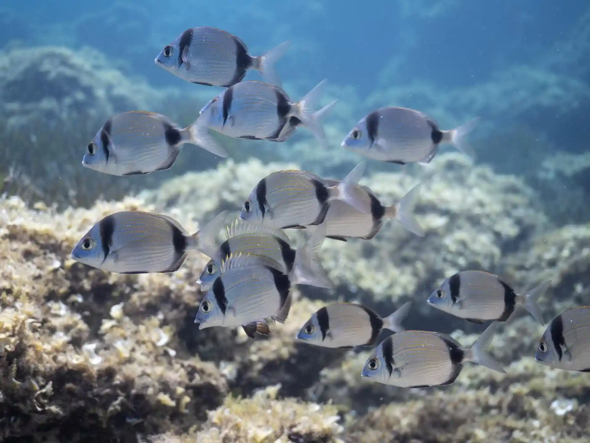 Dive site photo