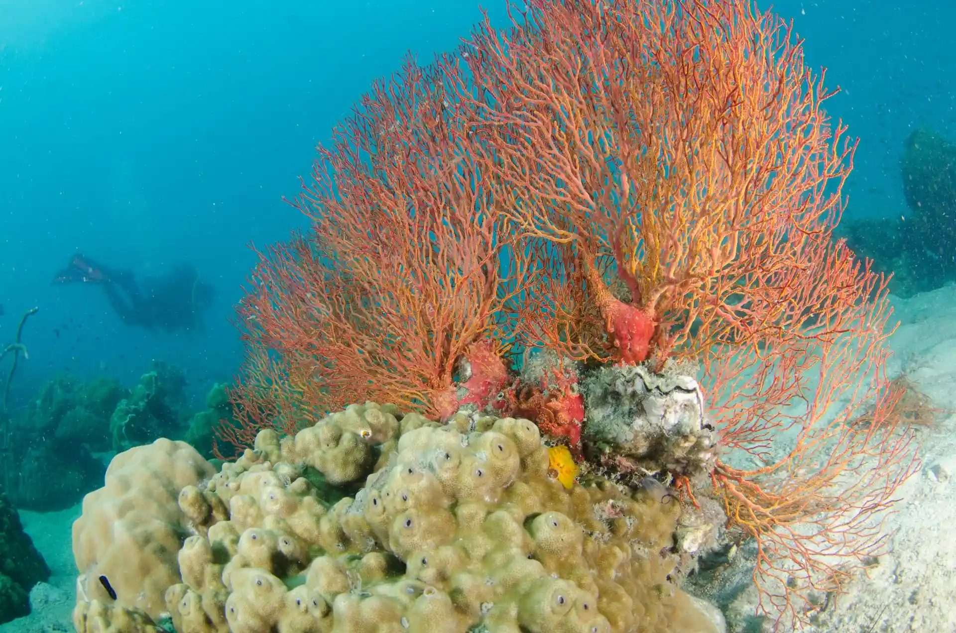 Dive site photo