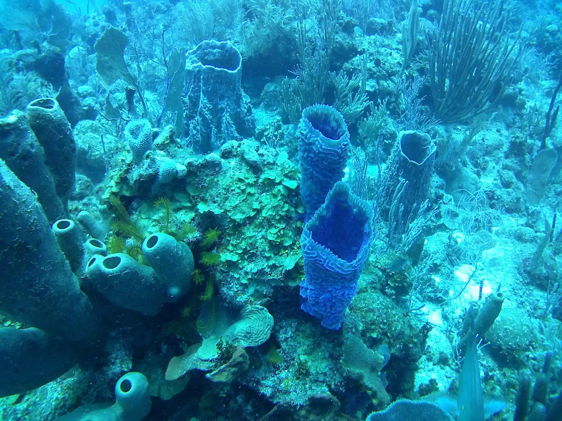 Foto van de duiklocatie