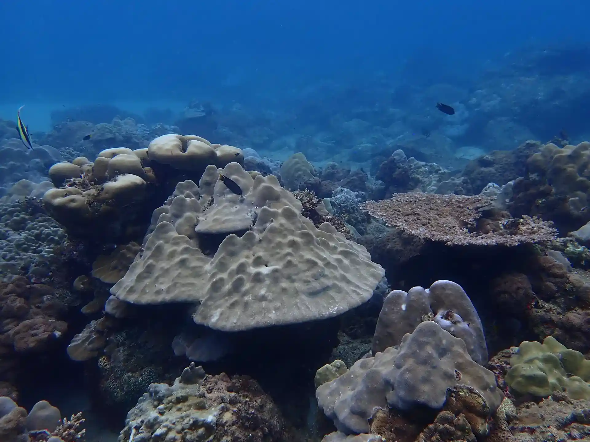 Dive site photo