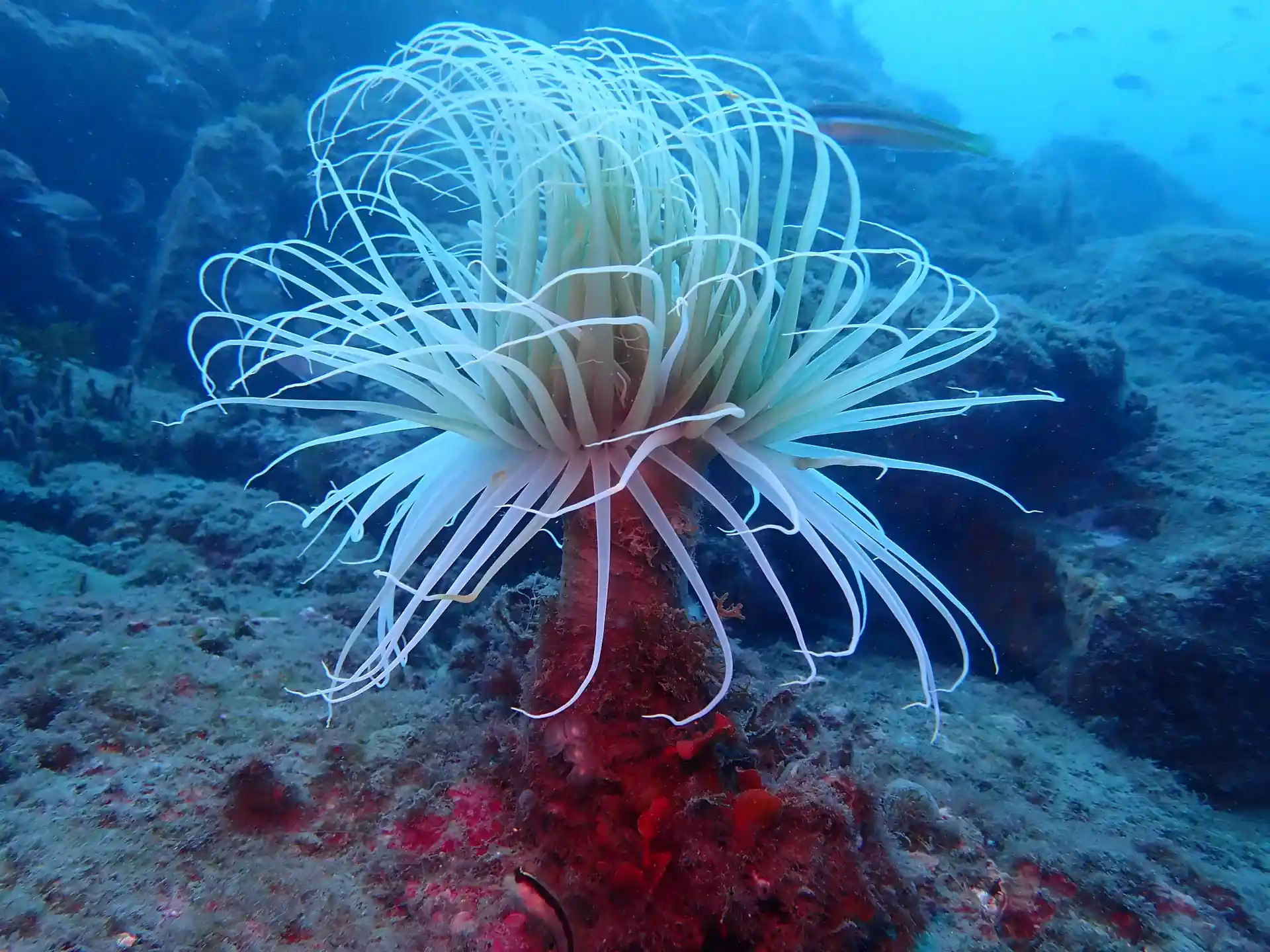 Dive site photo