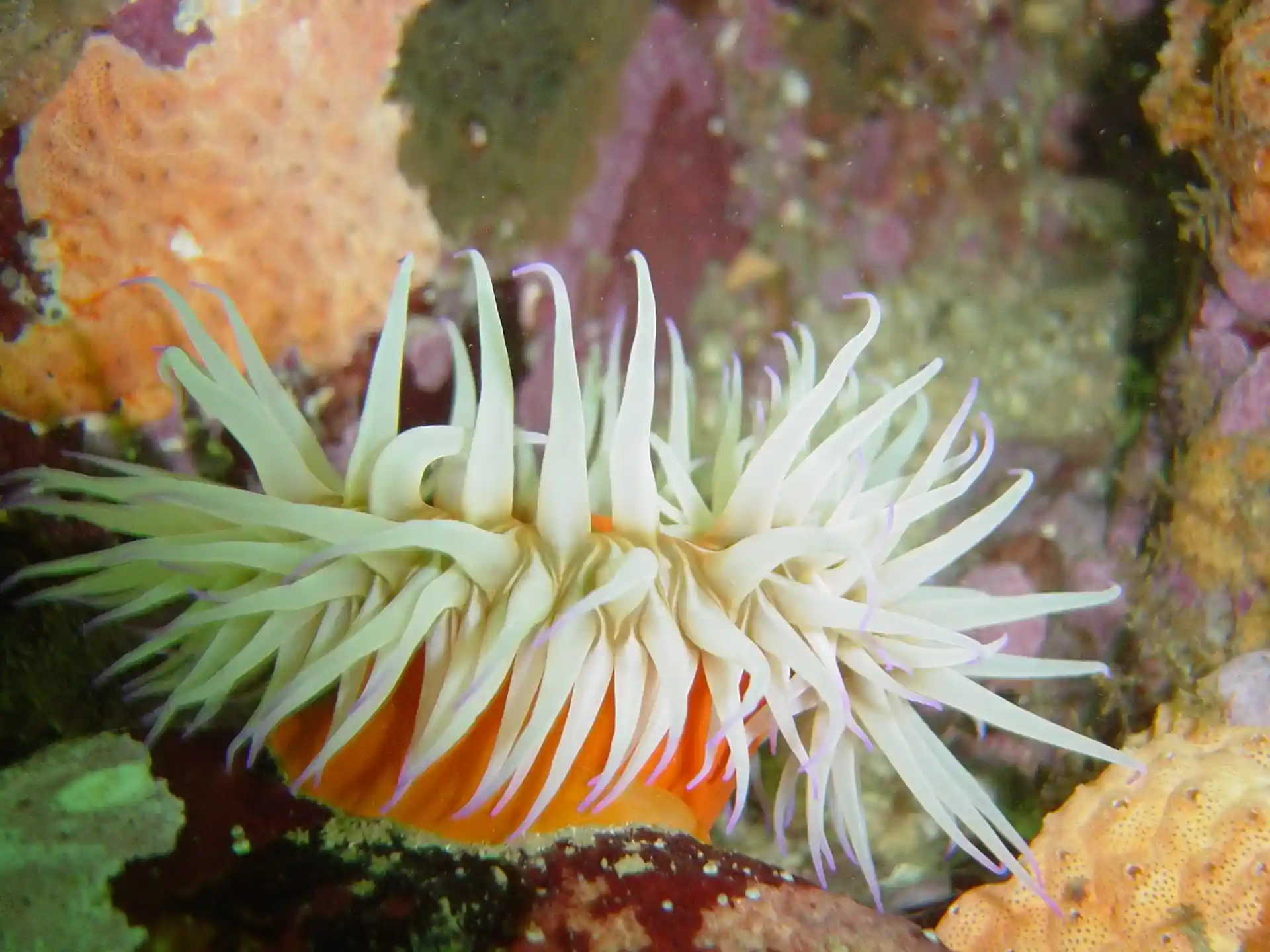 Photo du site de plongée