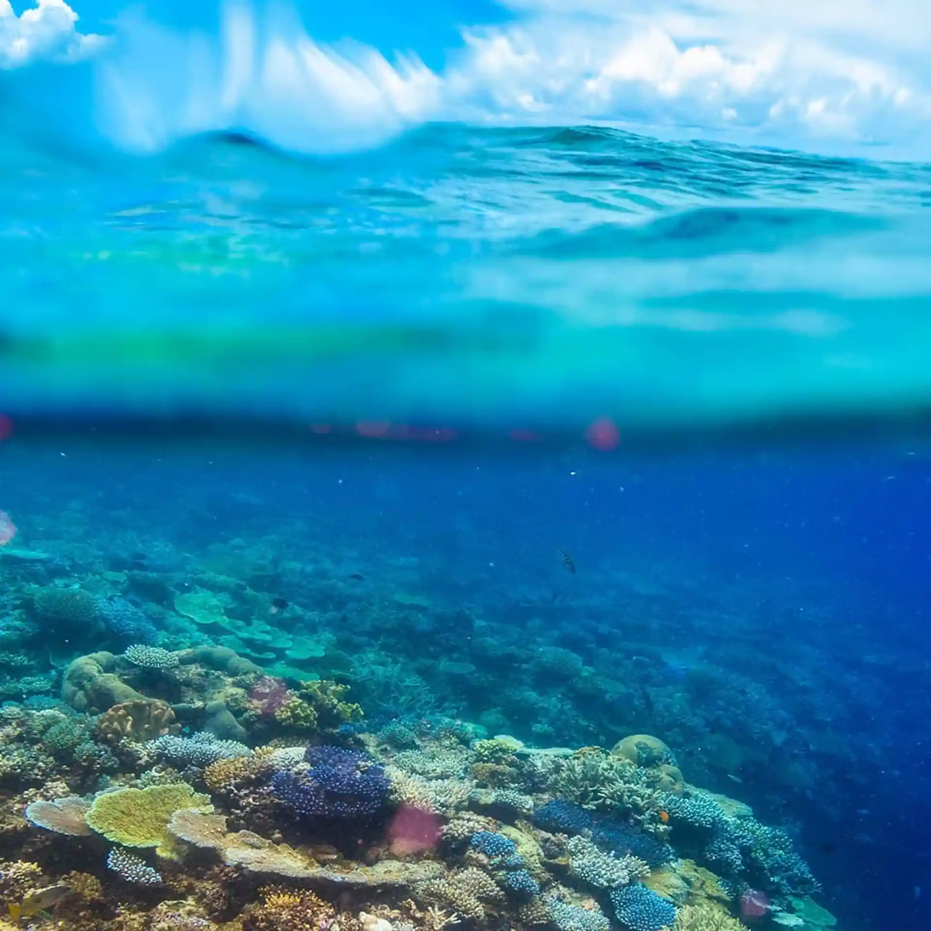Dive shop photo