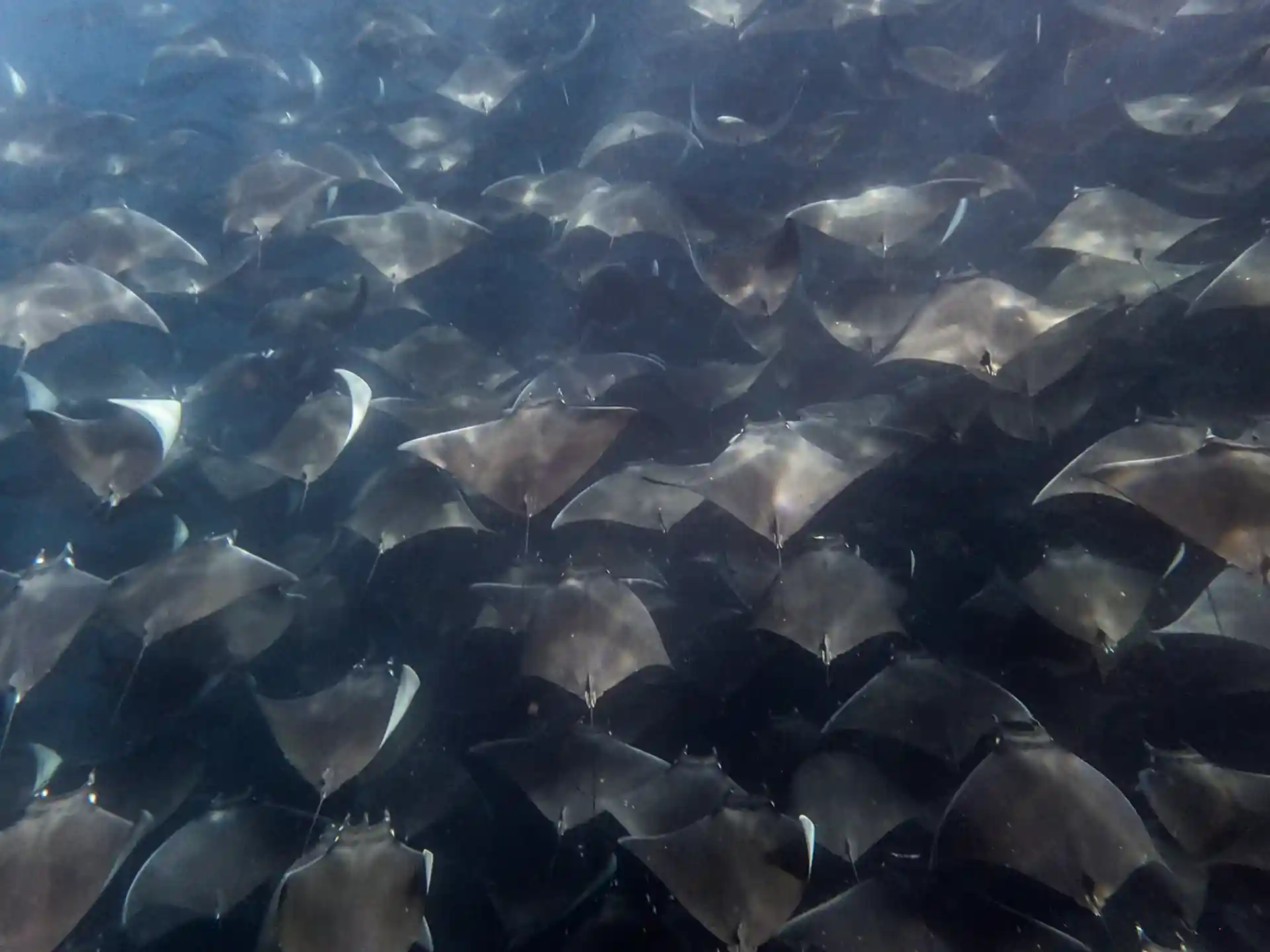 Nadando por encima y detrás del escuadrón