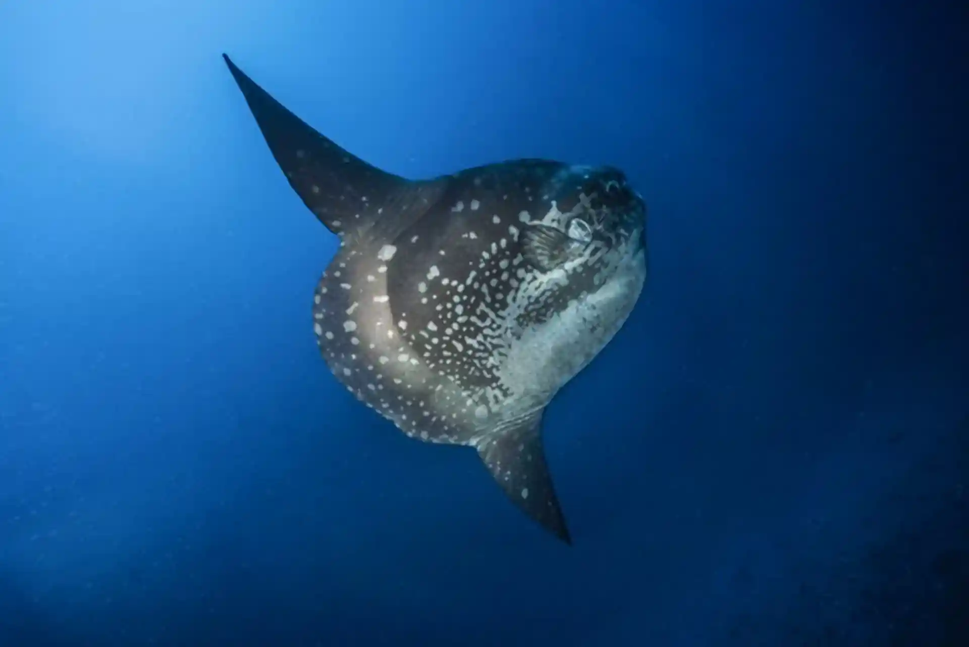 Foto de la tienda de buceo