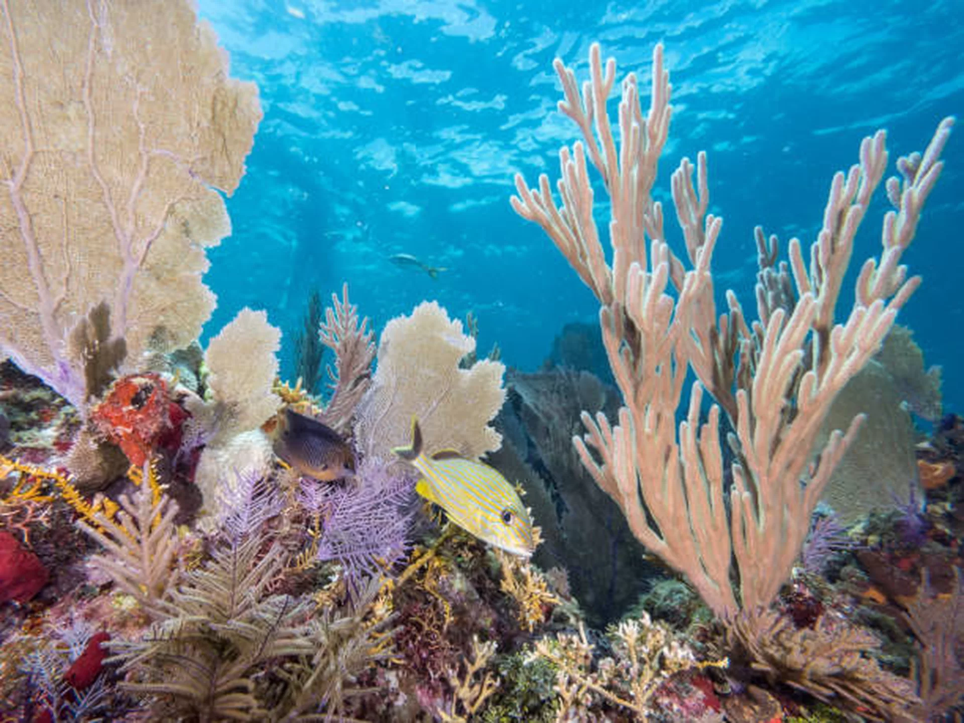 Dive shop photo