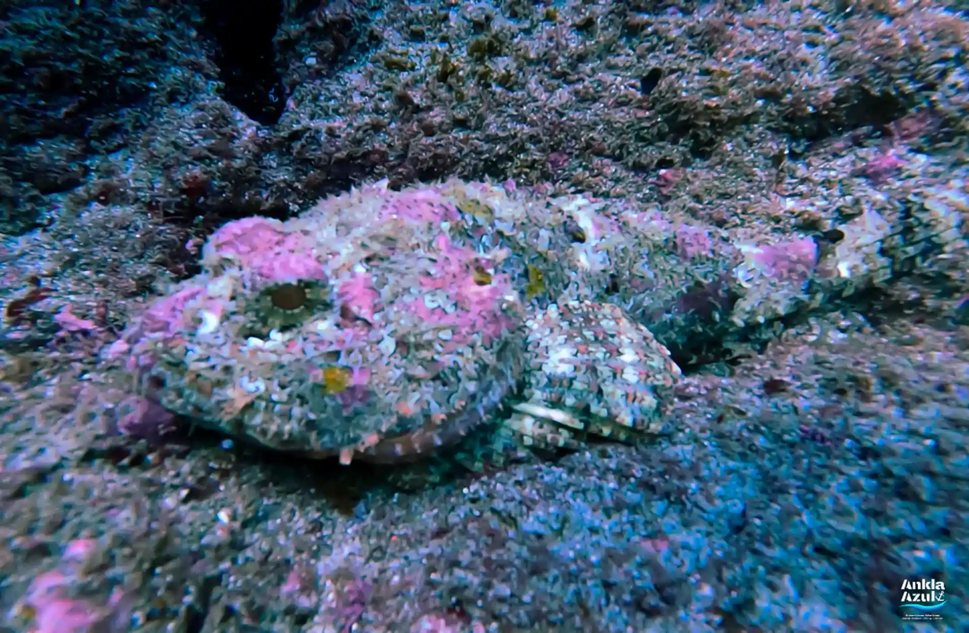 Photo du site de plongée