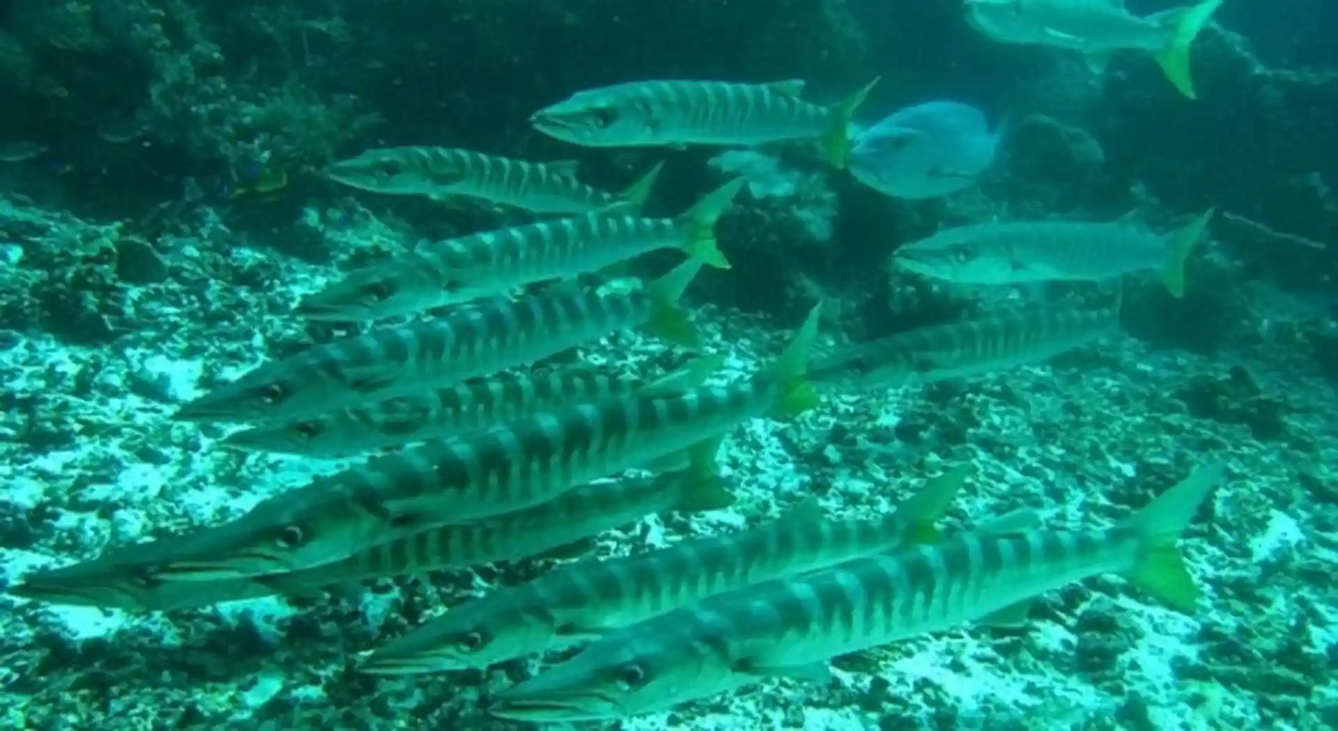 Dive site photo