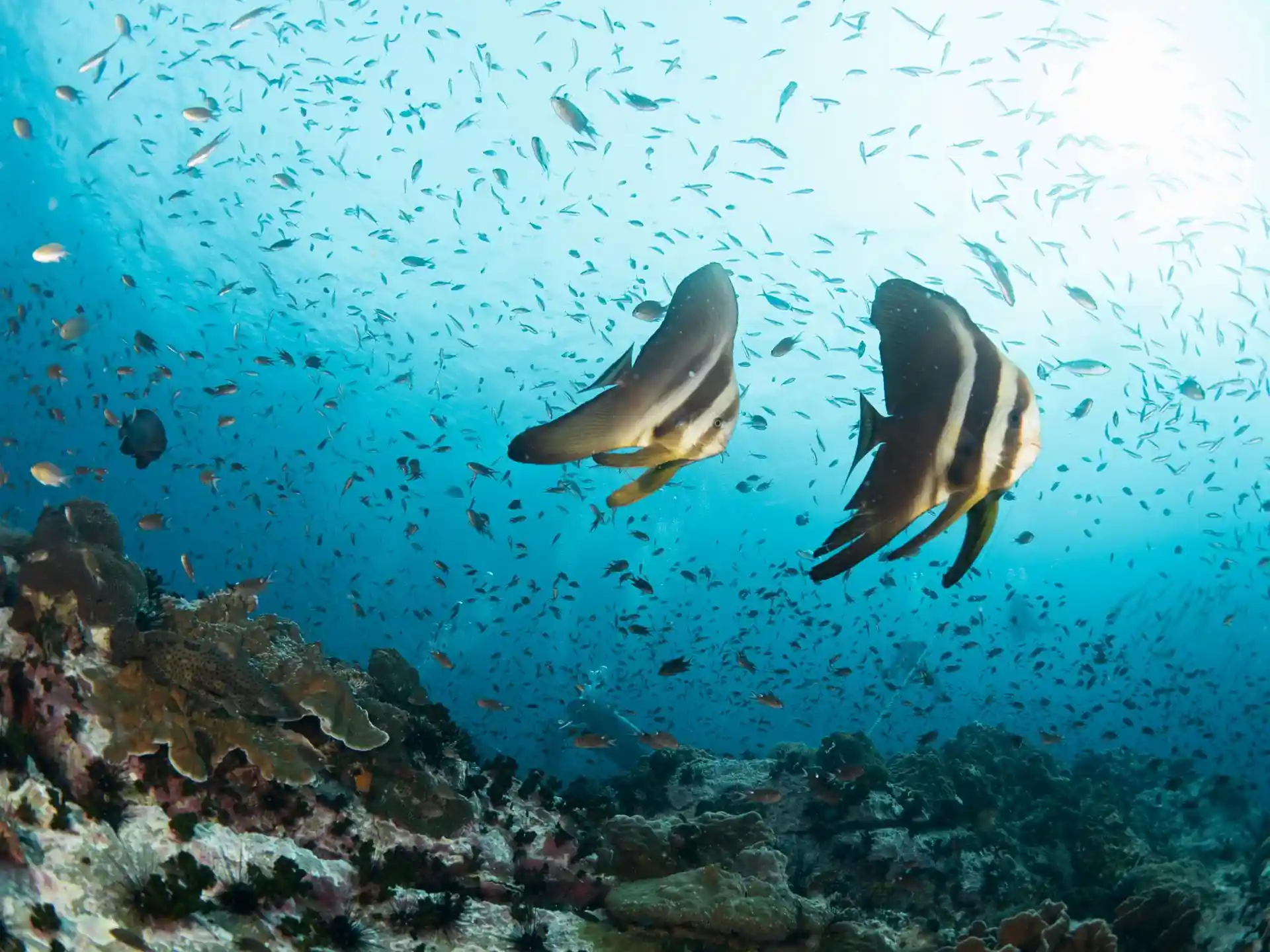 ダイビングサイトの写真