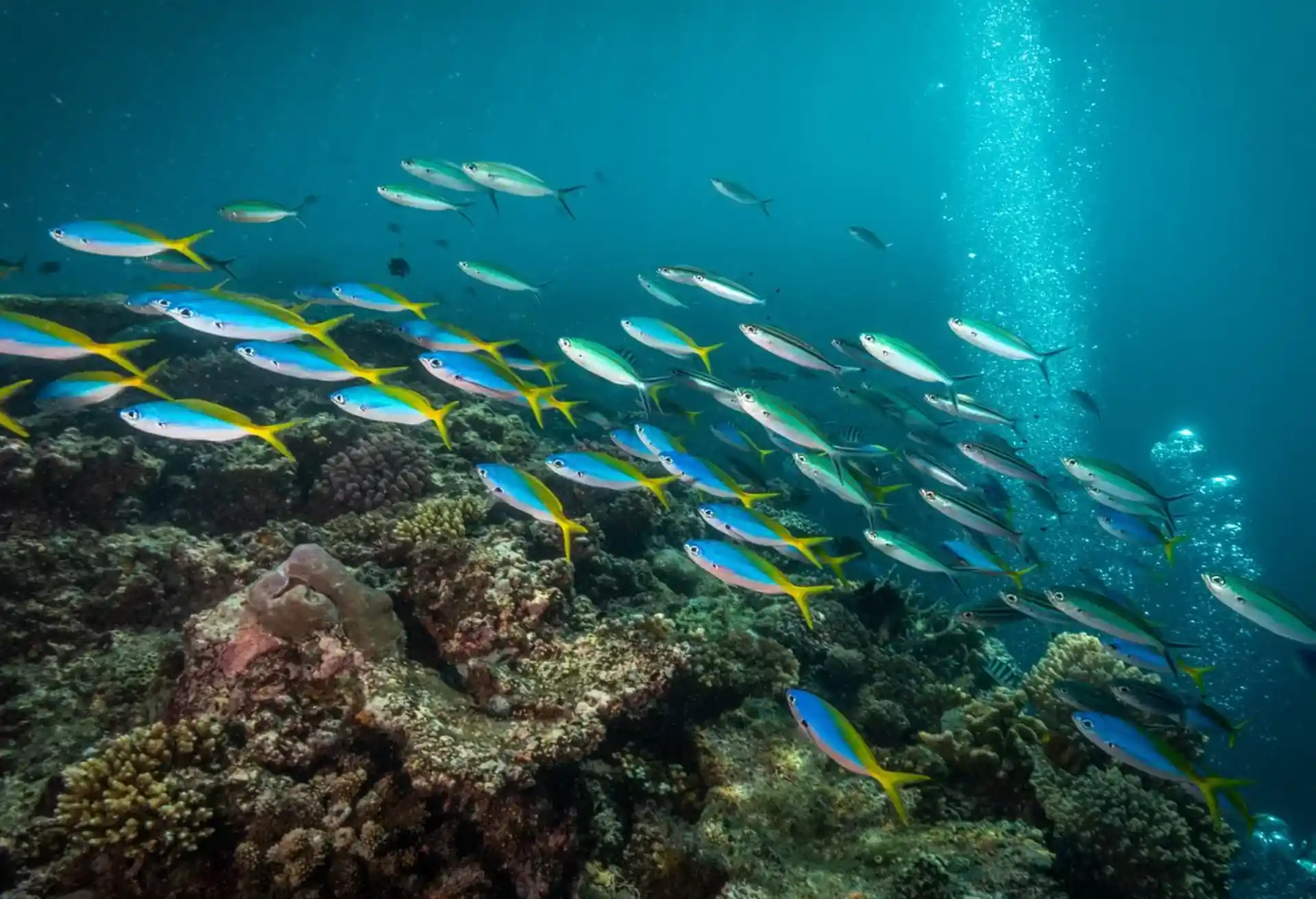 Dive shop photo