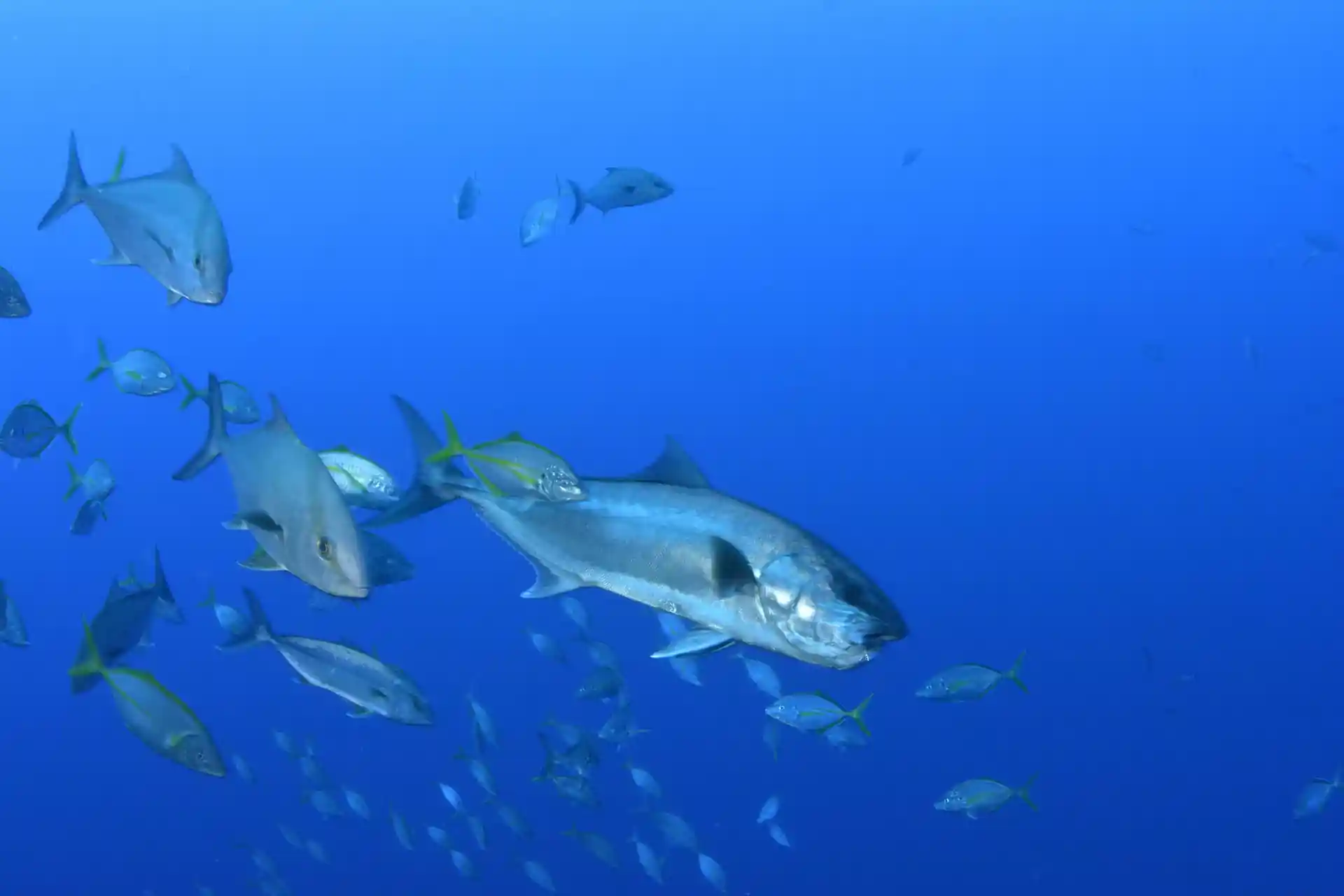 Dive site photo