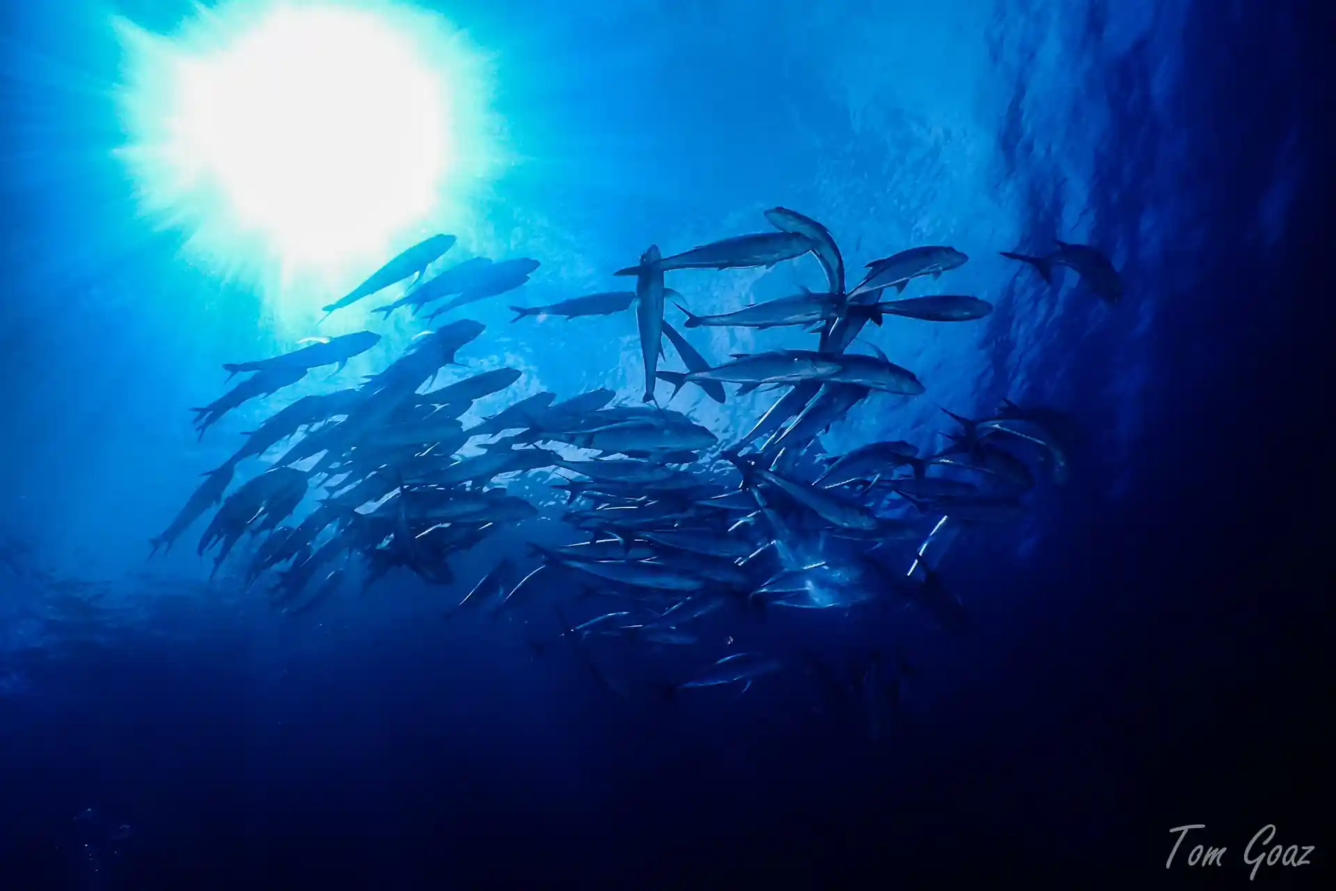 Dive site photo