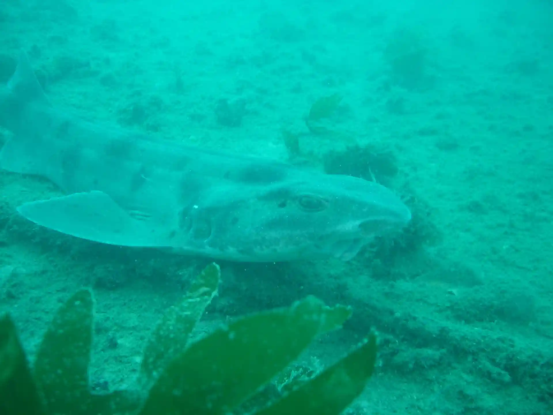 Photo du site de plongée