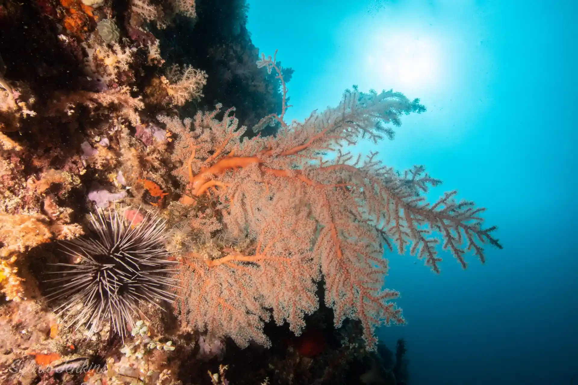 Dive site photo