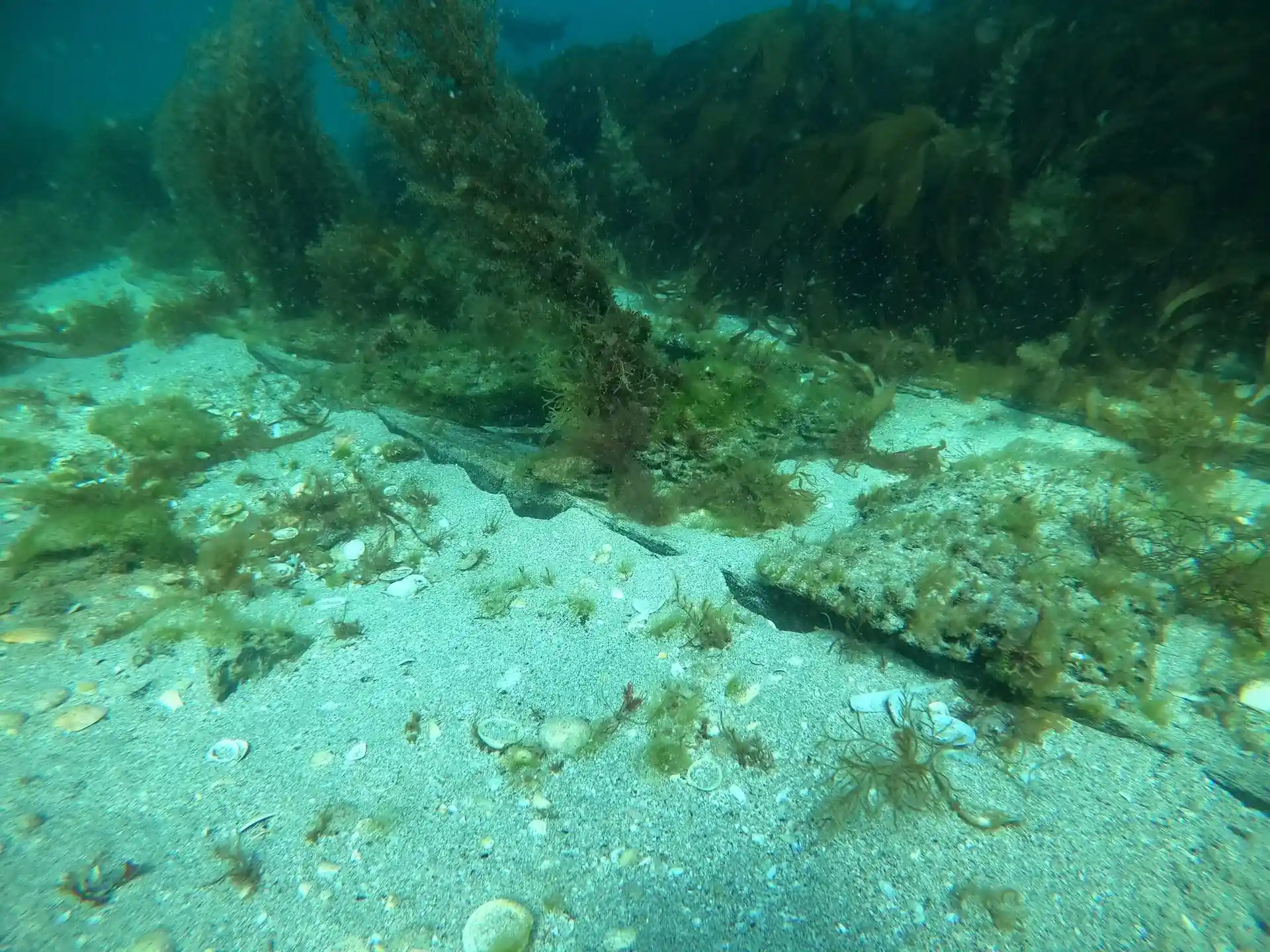 Photo du site de plongée