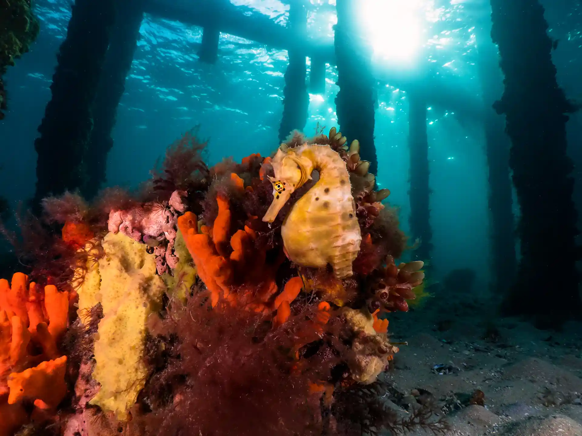 Foto del sitio de buceo