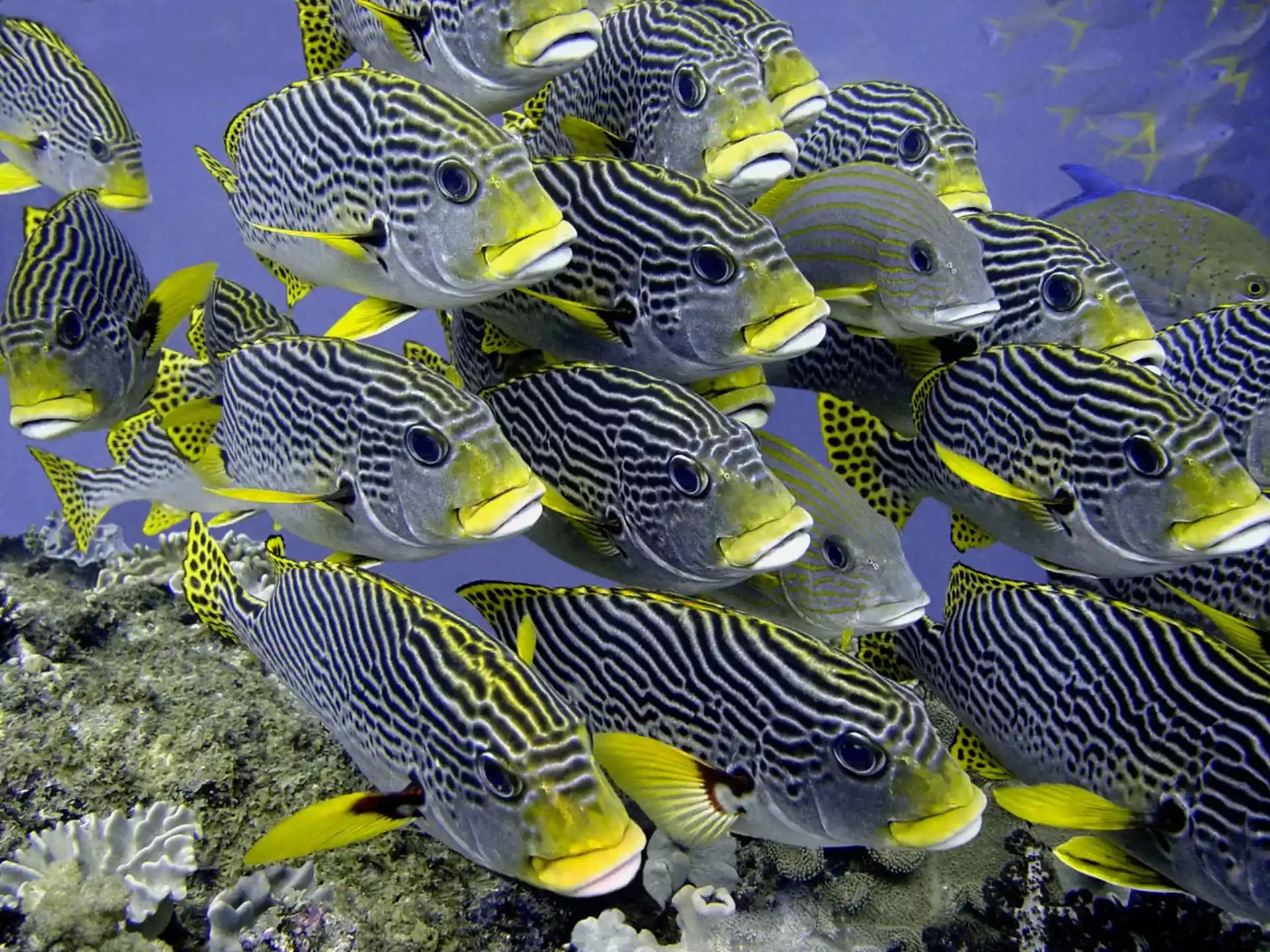 Dive site photo