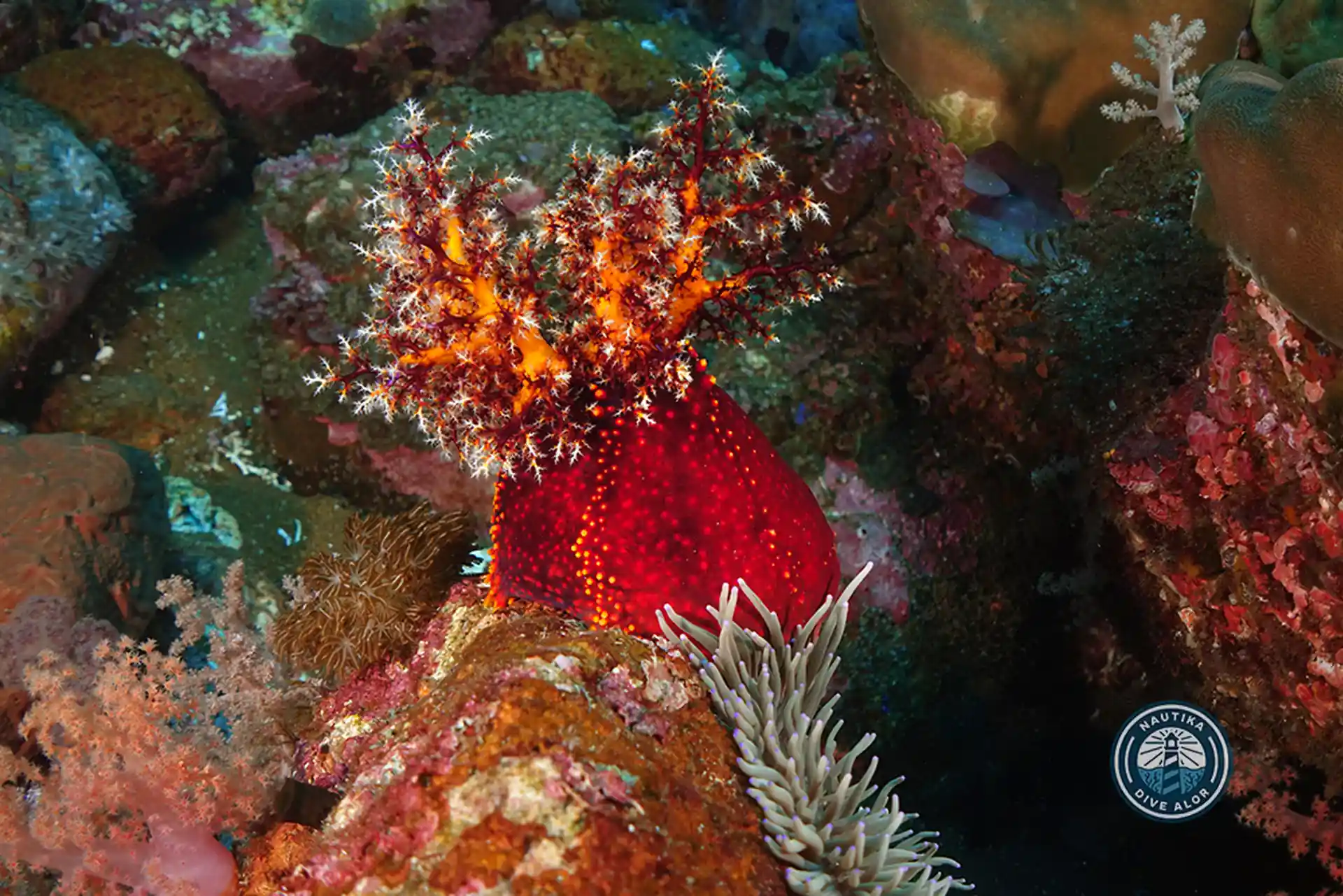 Dive site photo