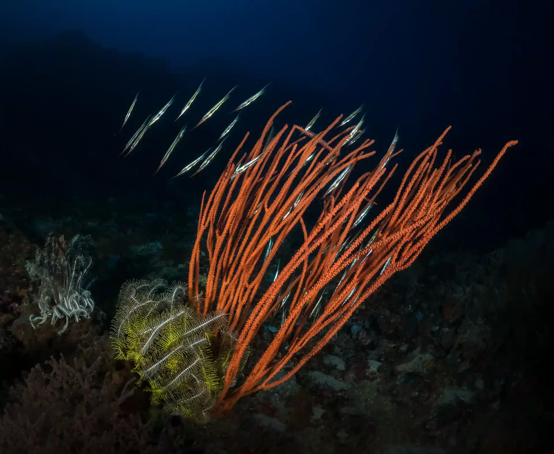 Dive shop photo
