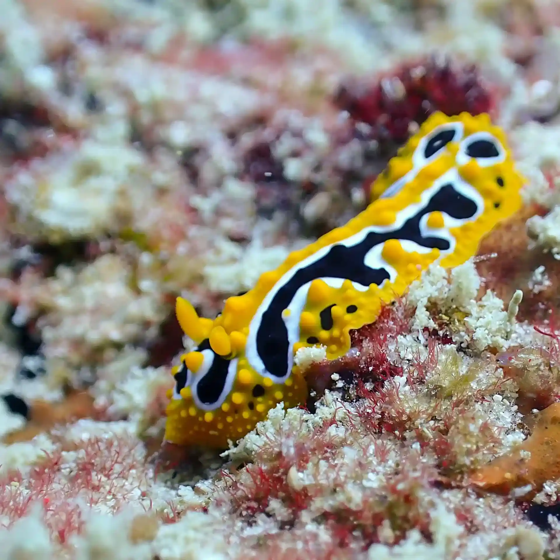 Dive shop photo