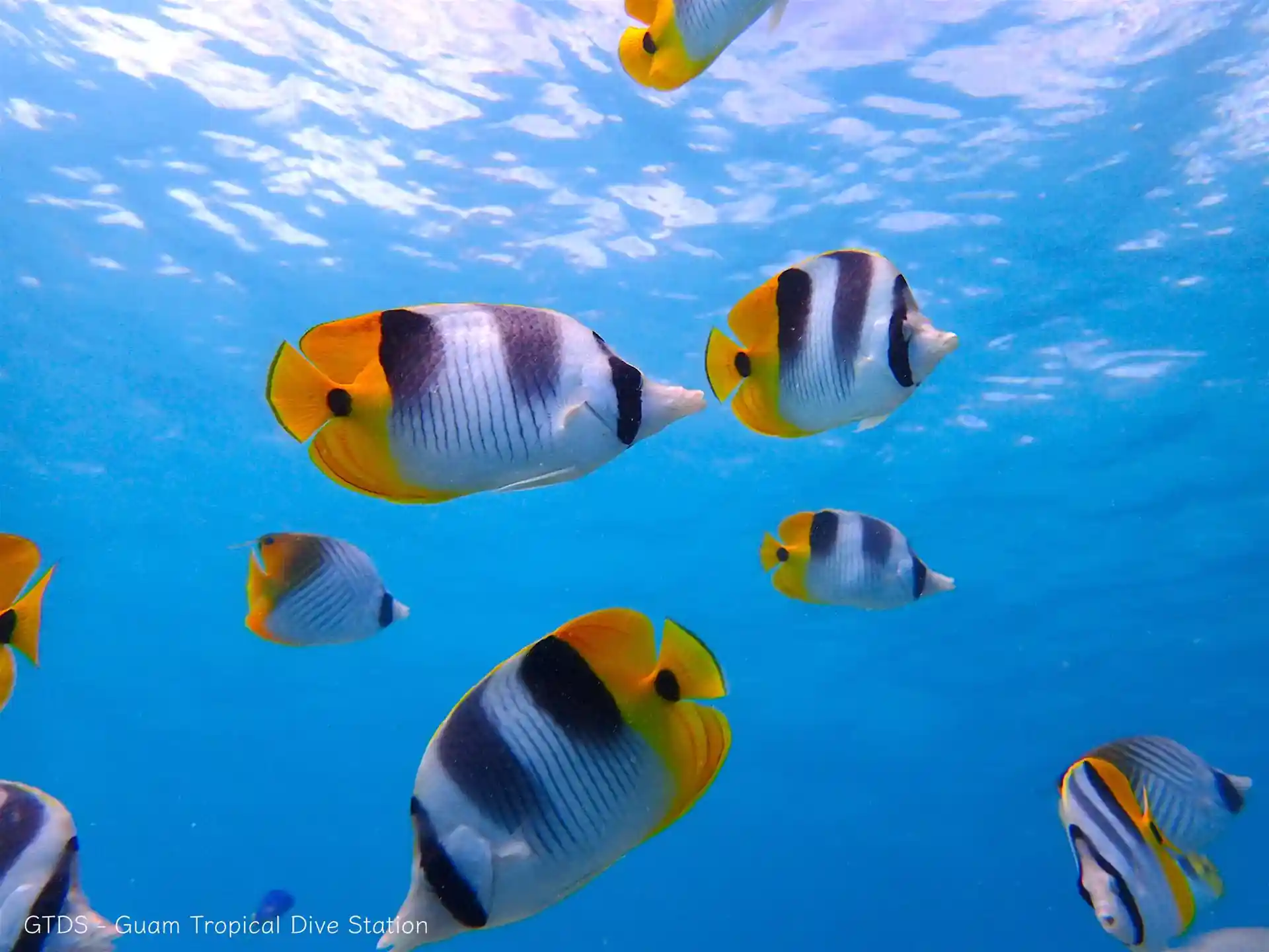 Dive shop photo