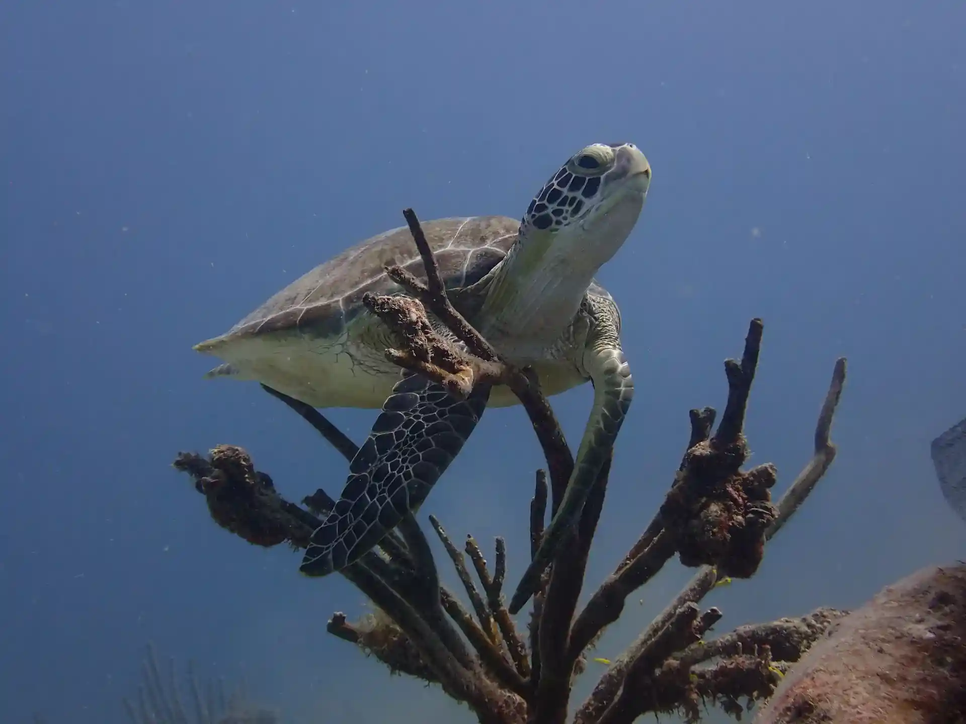 ダイビングサイトの写真