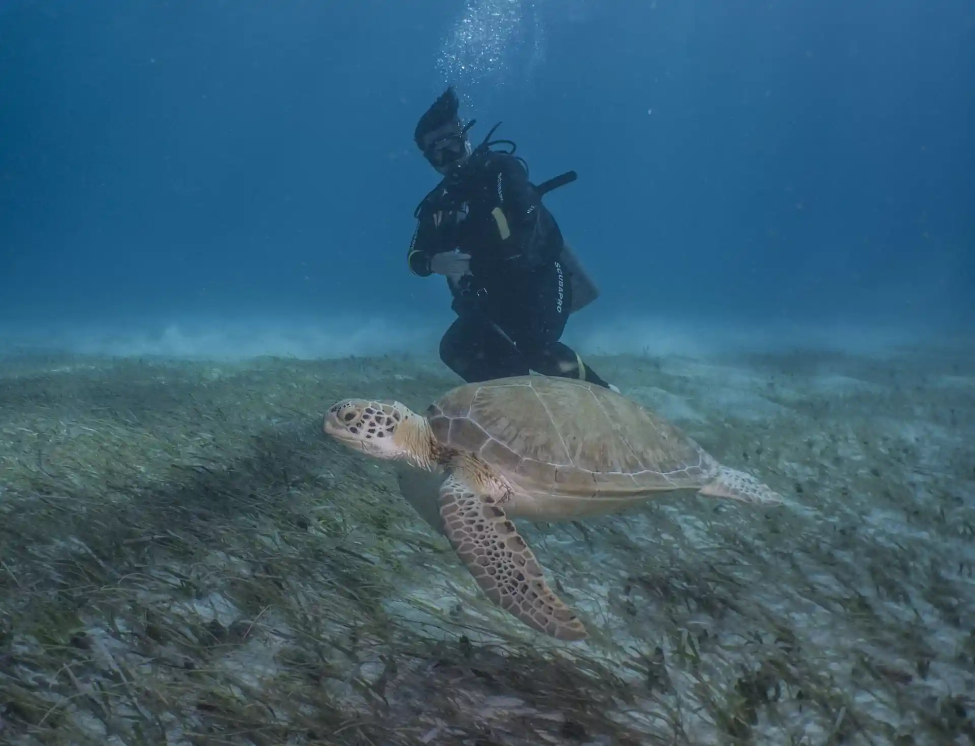 ダイビングサイトの写真