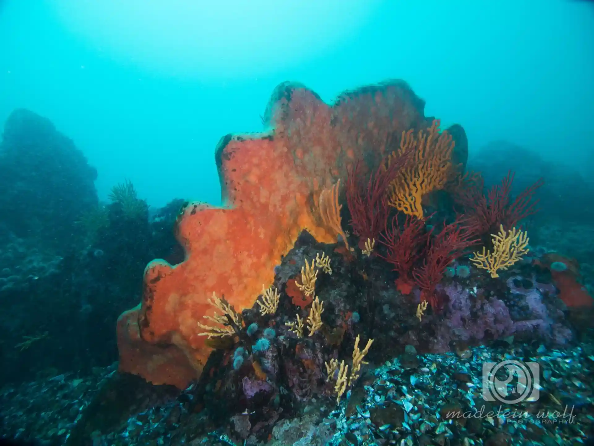 ダイビングサイトの写真