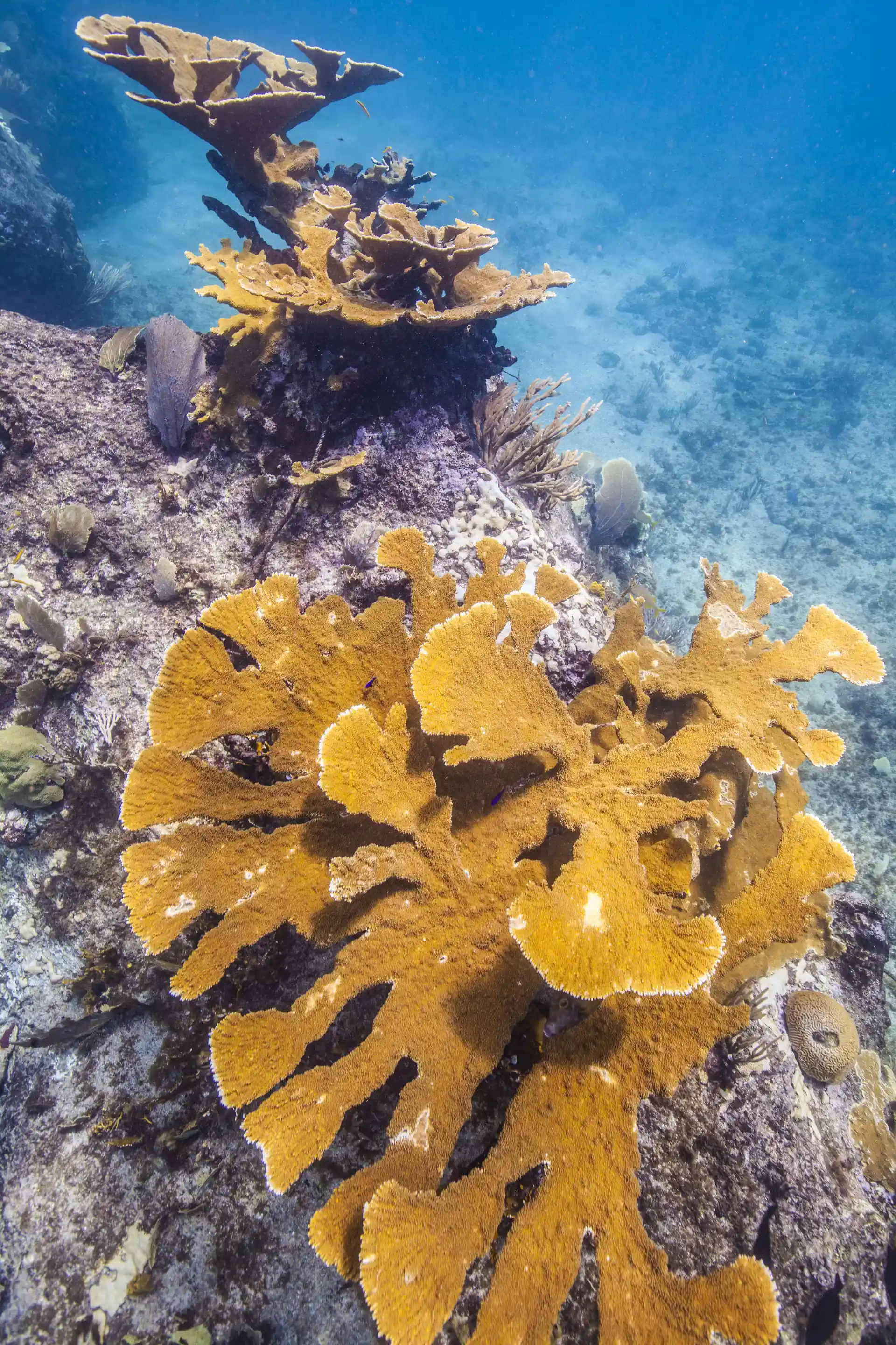 Elkhorn coral (Acropora palmata)