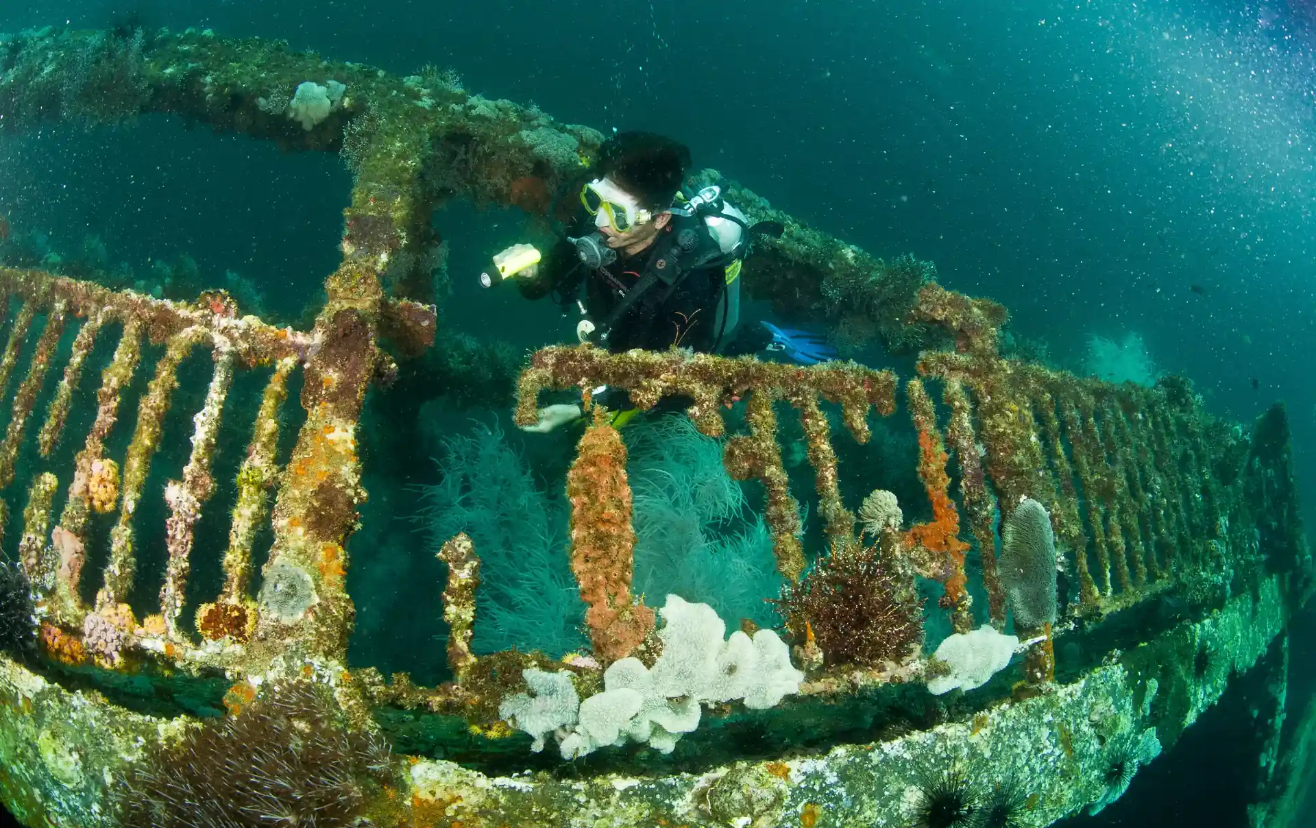 A wreck dive is an option fro ne of your dives, we have the best wreck in the Central Philippines :)