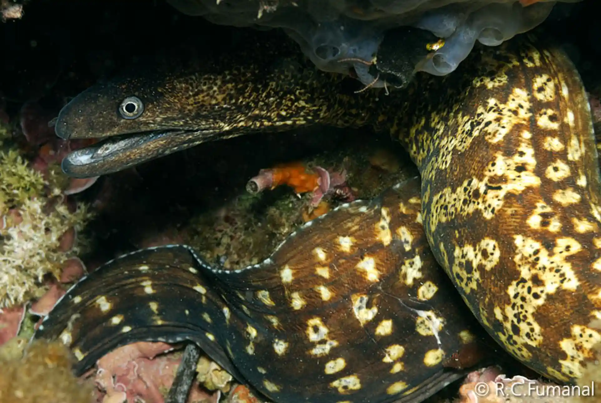 Foto del sitio de buceo