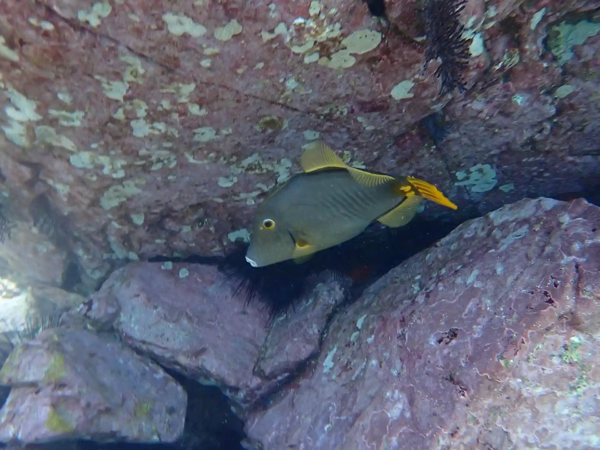 Foto del sitio de buceo