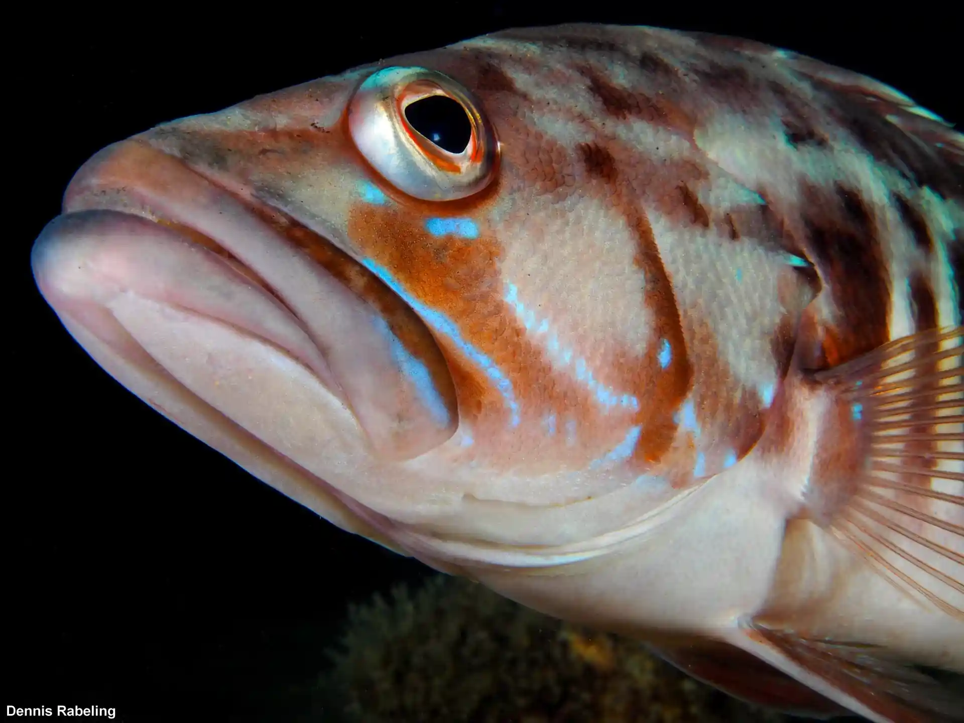 Photo du site de plongée