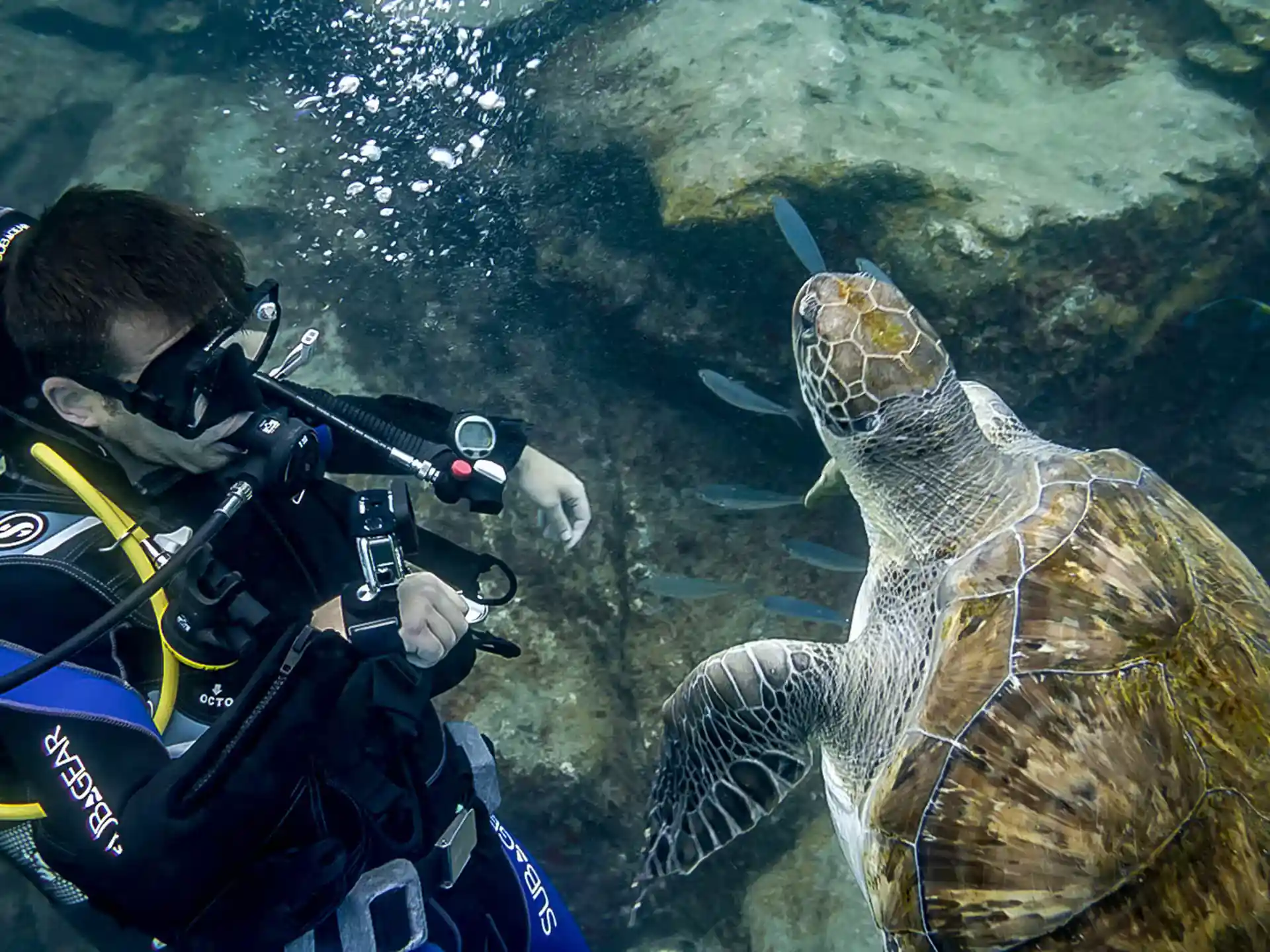 Tenerife’s underwater world is waiting for you