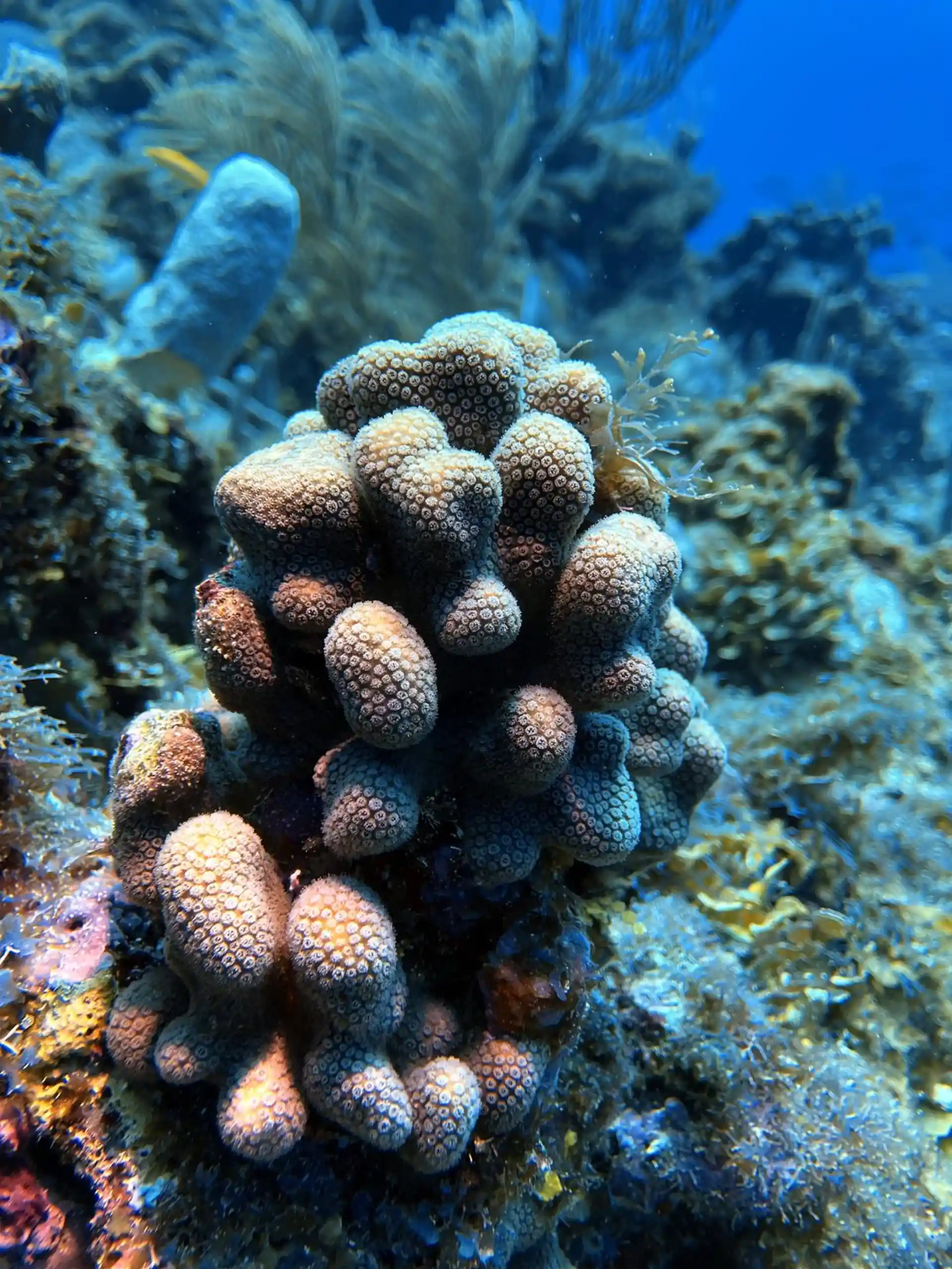 Dive site photo