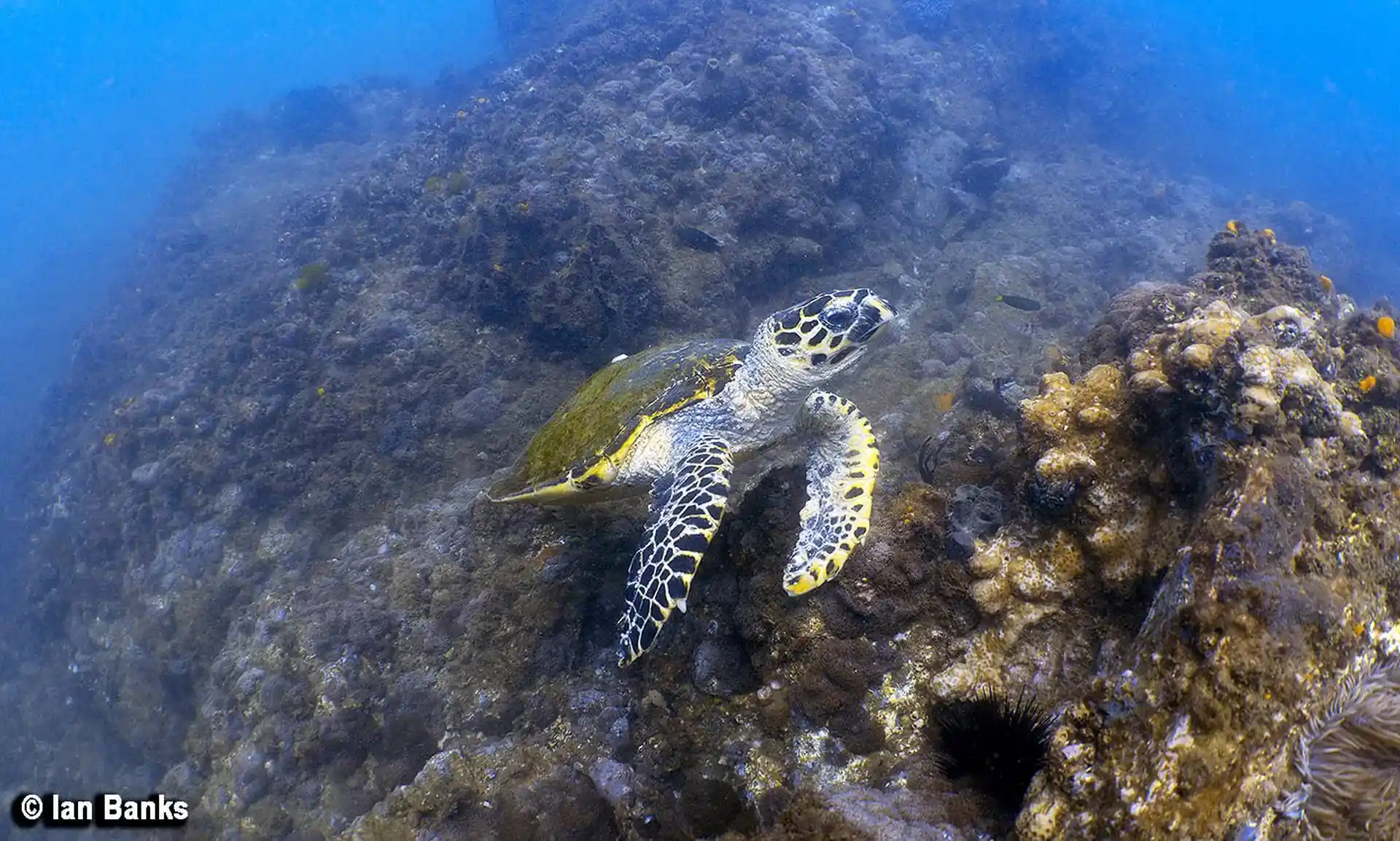 Dive site photo
