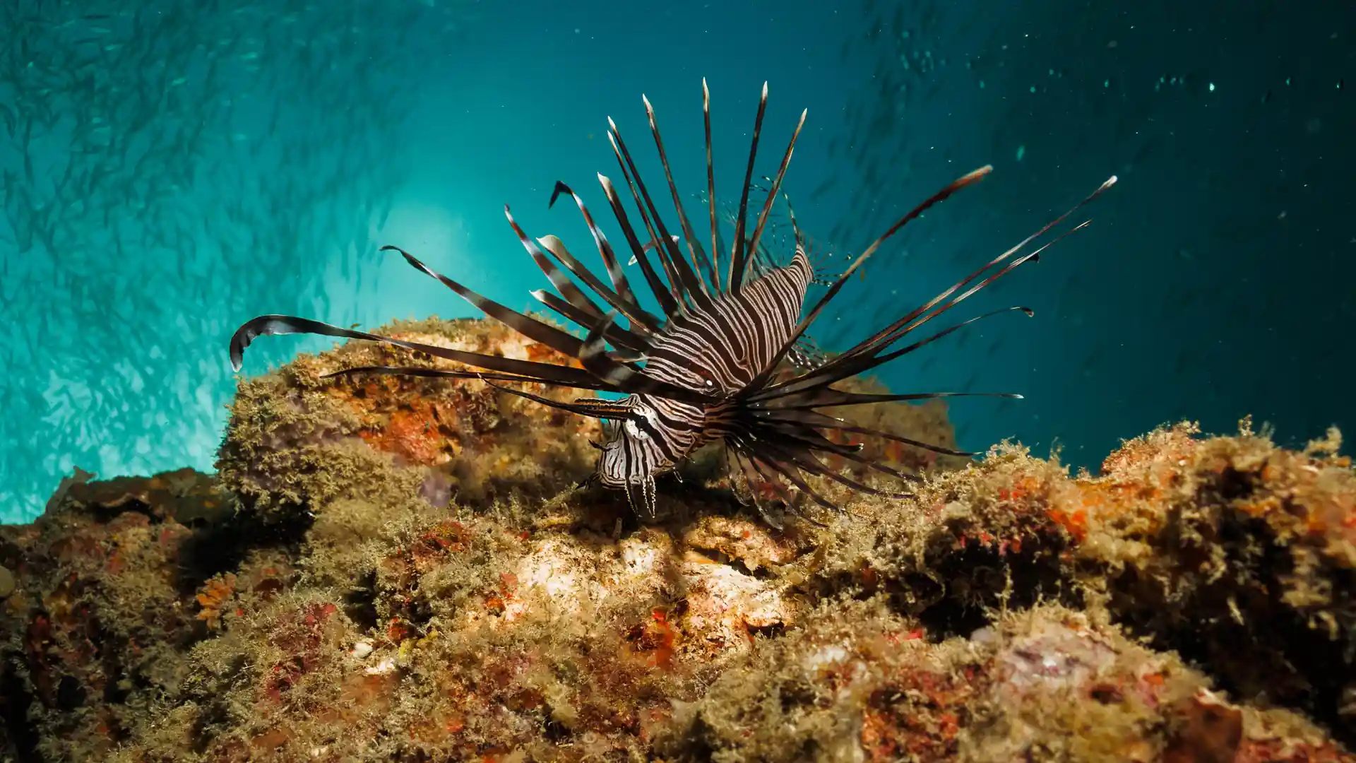 Dive site photo