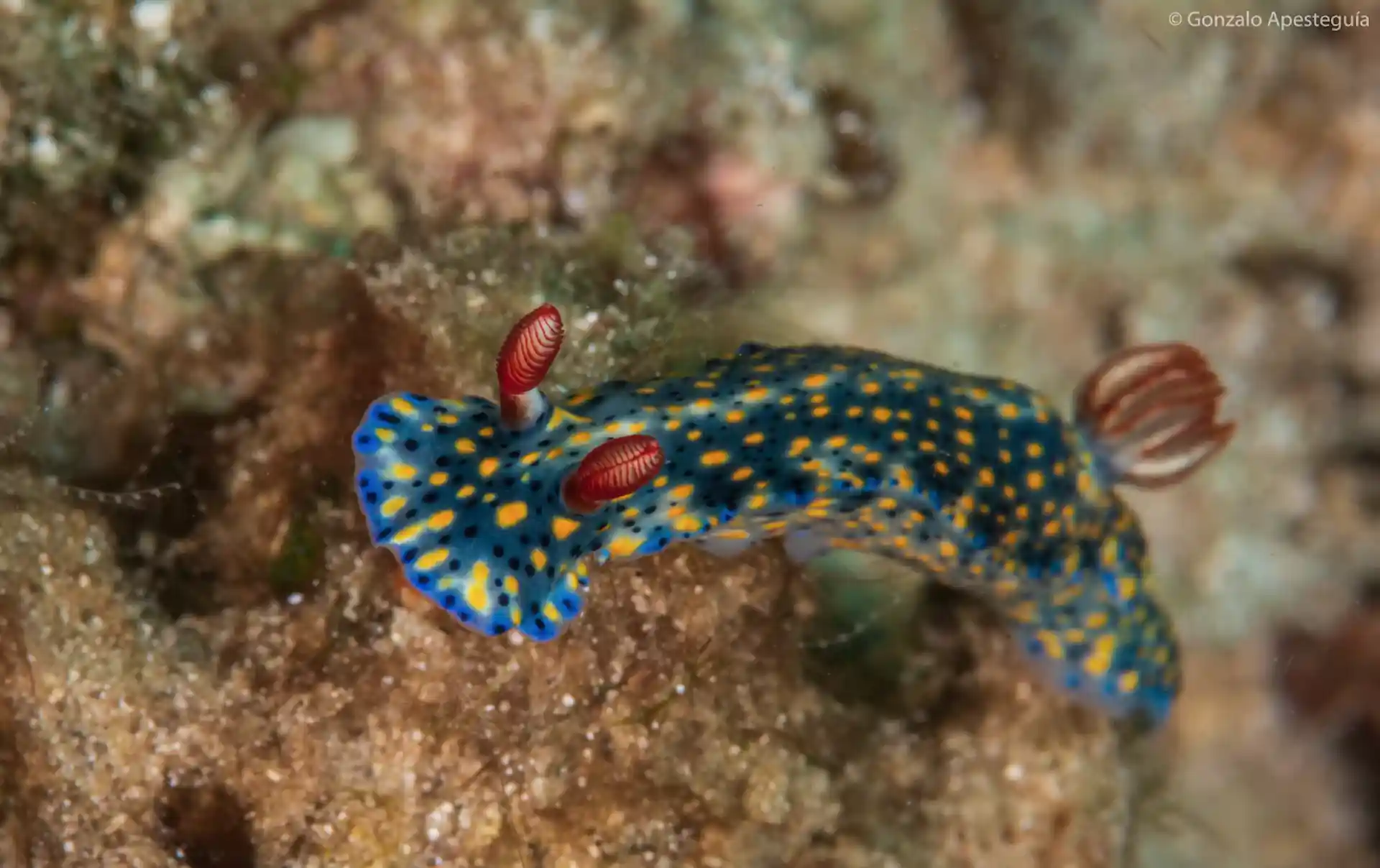 A Beautiful Colourful Hypselodoris Nudibrand