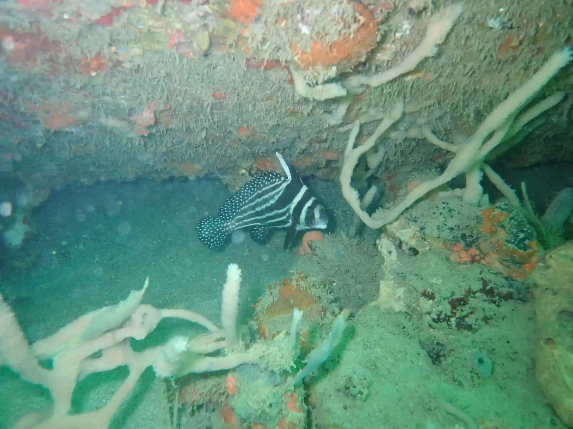 ダイビングサイトの写真