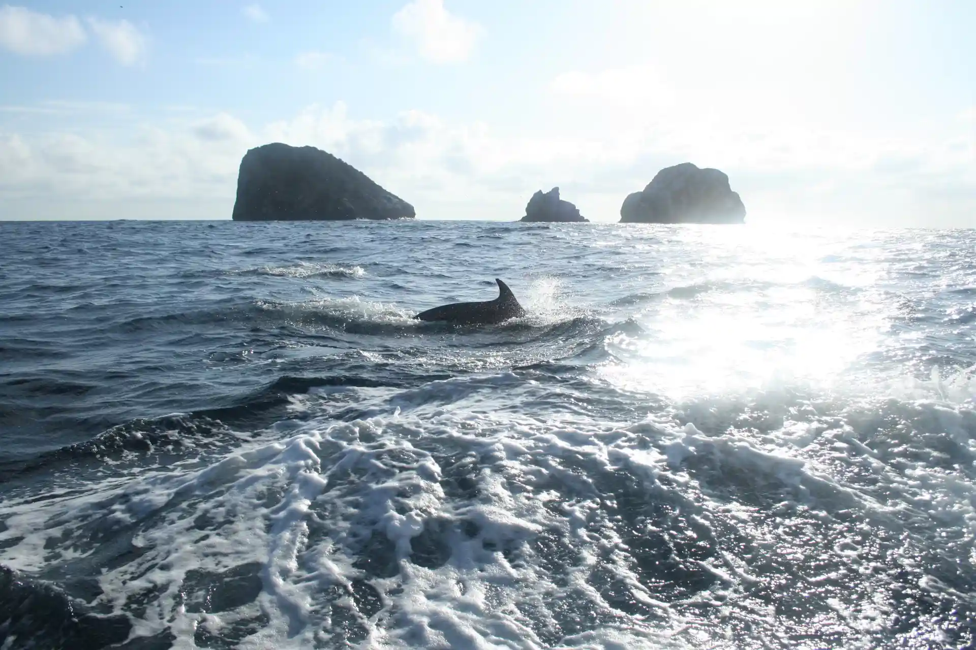 The Galapagos Islands | Daily Dive Tour GORDON ROCKS | Book online ...