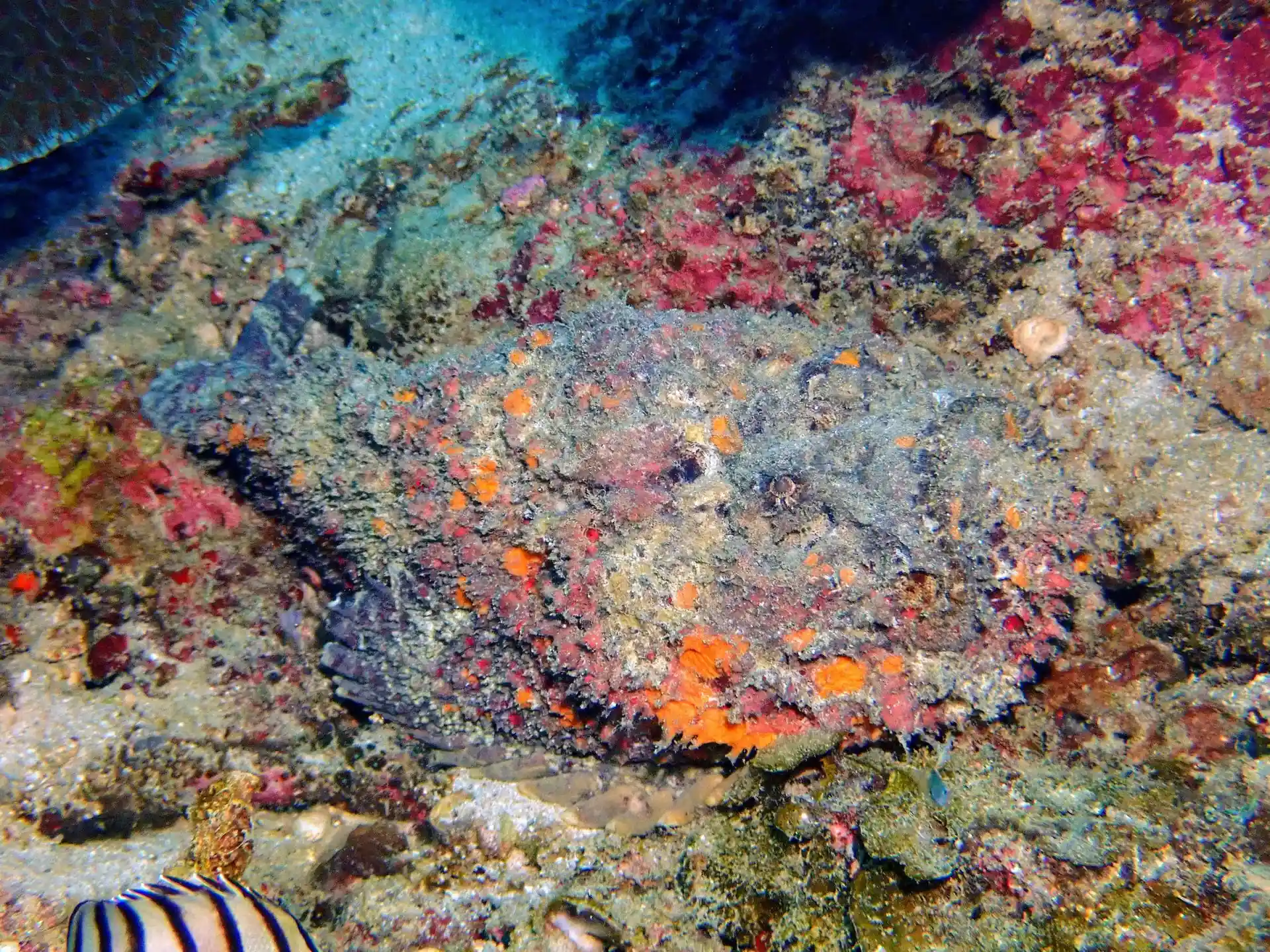 Dive site photo