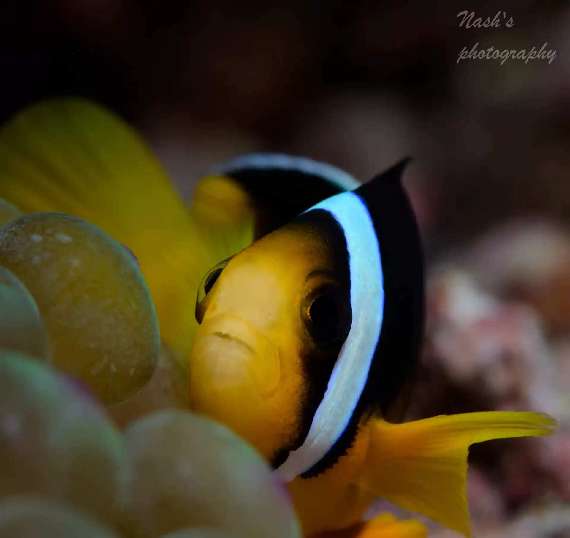 Dive shop photo