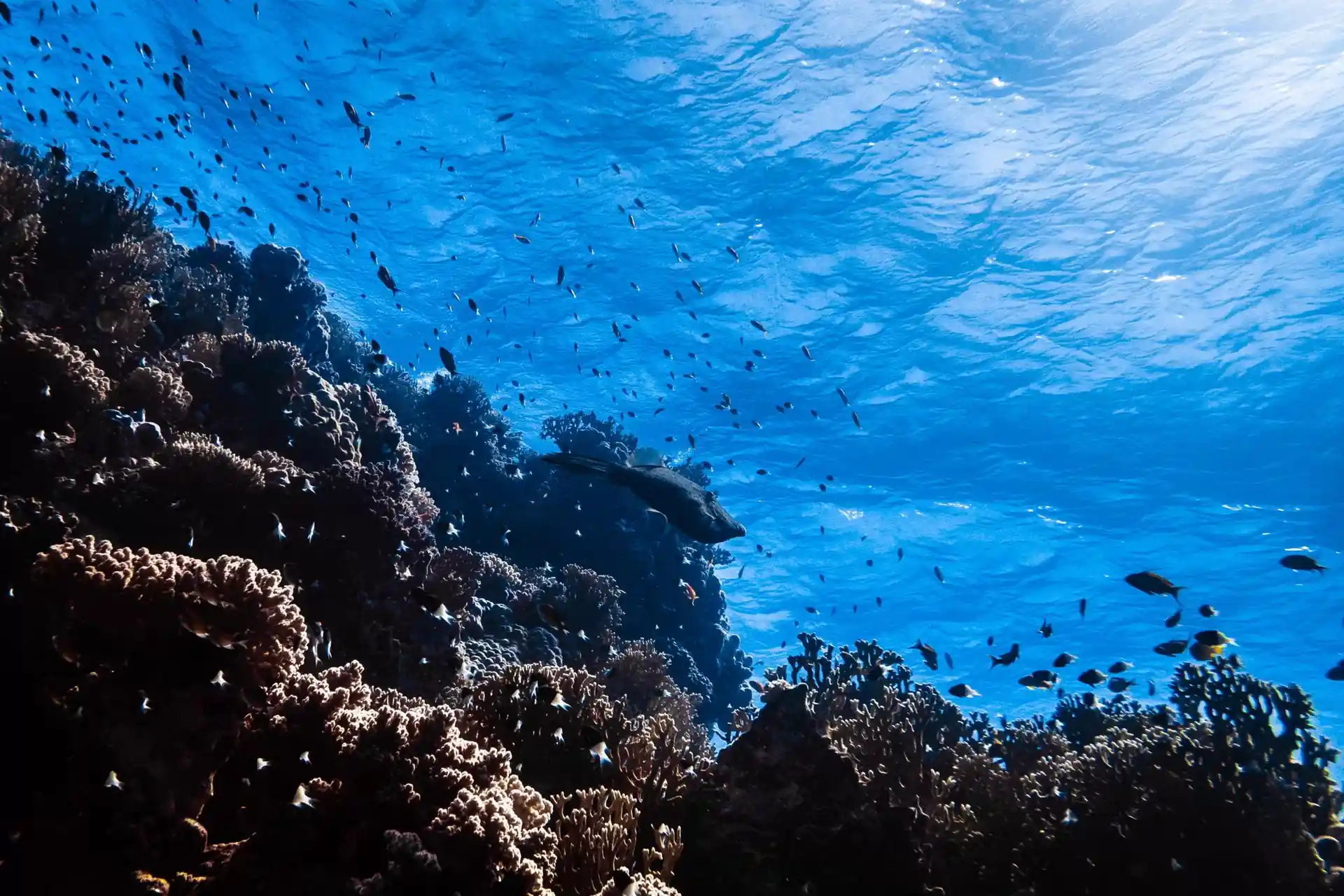 Dive site photo