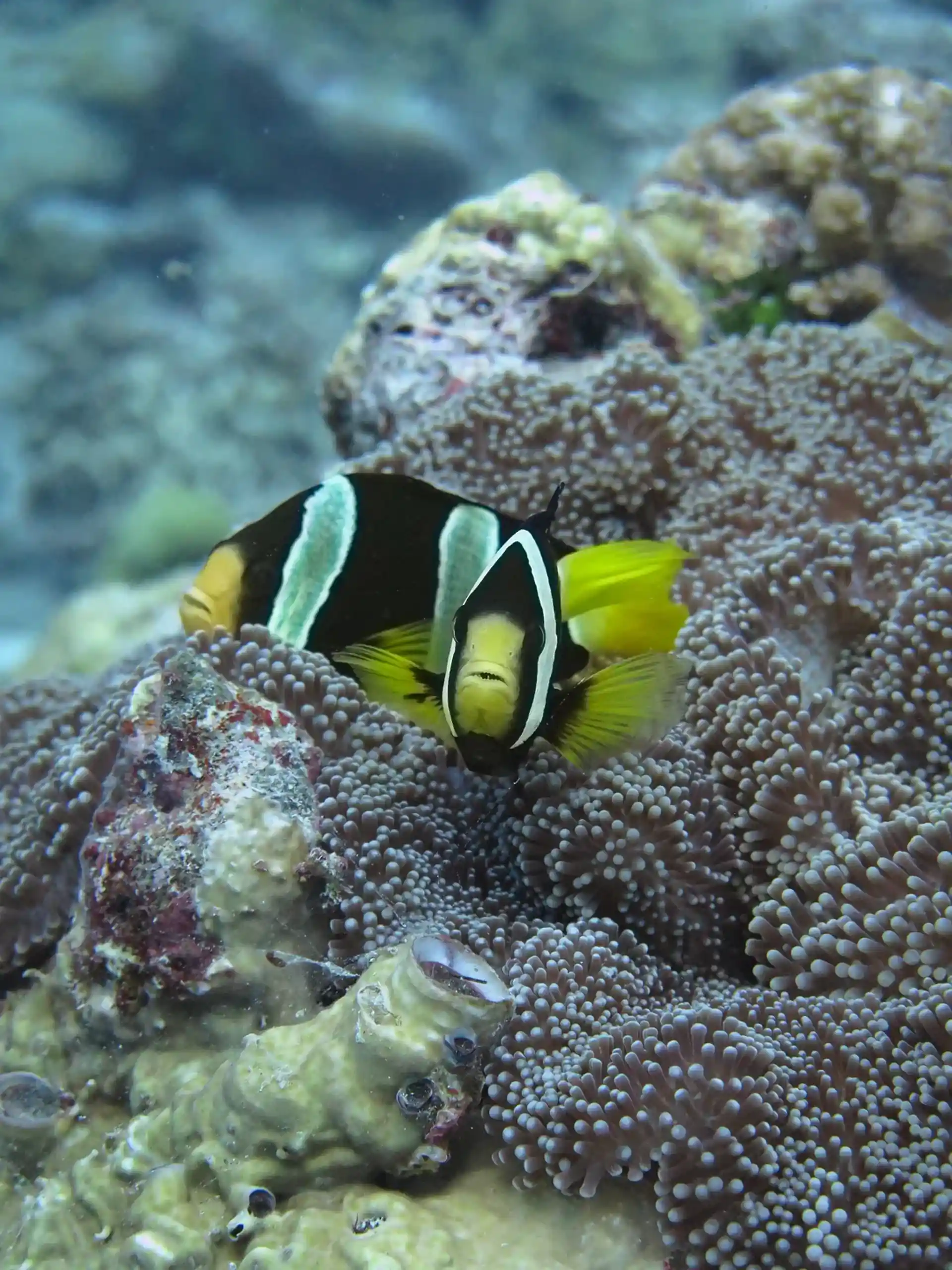 Dive site photo