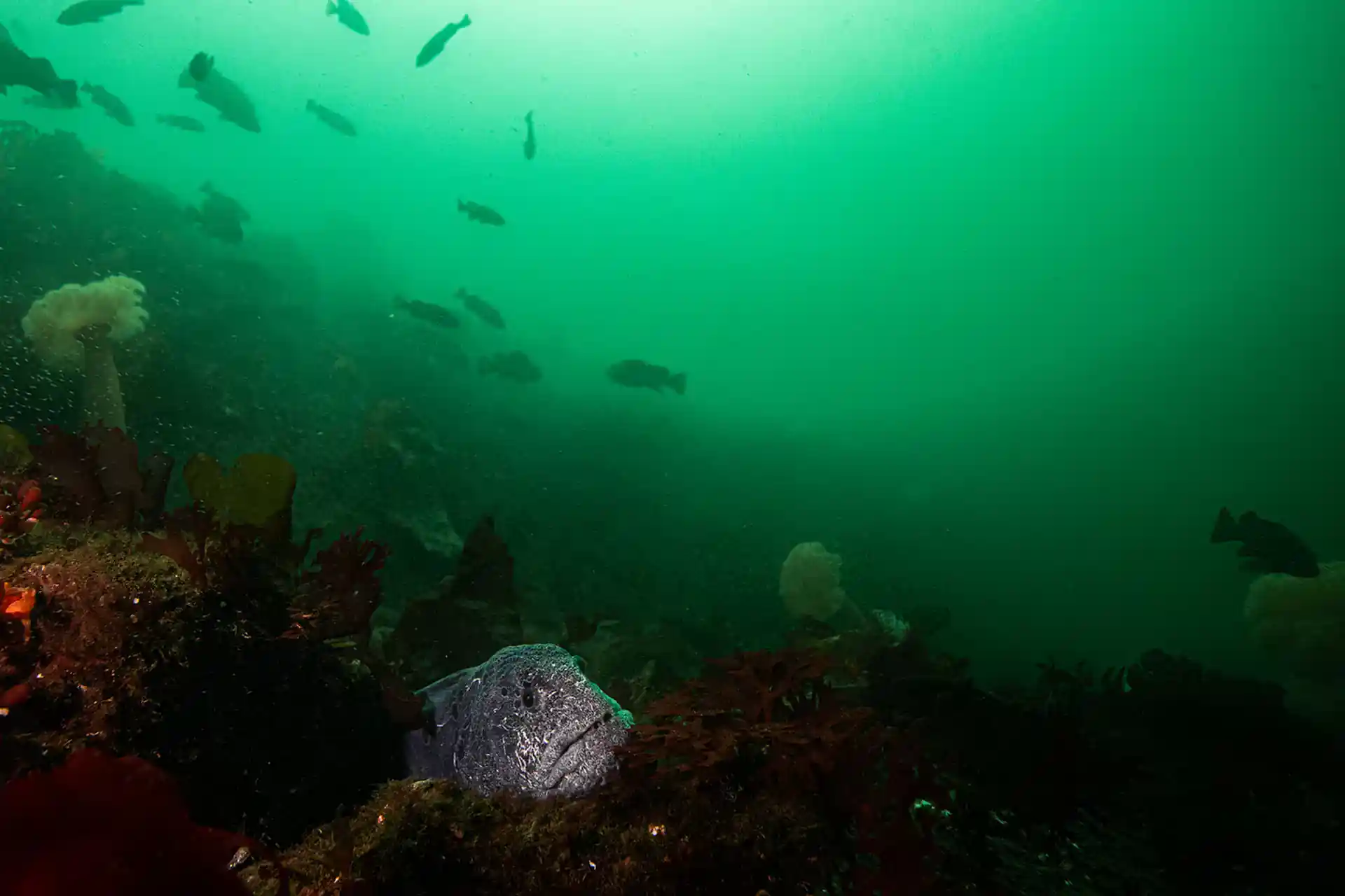 Dive site photo