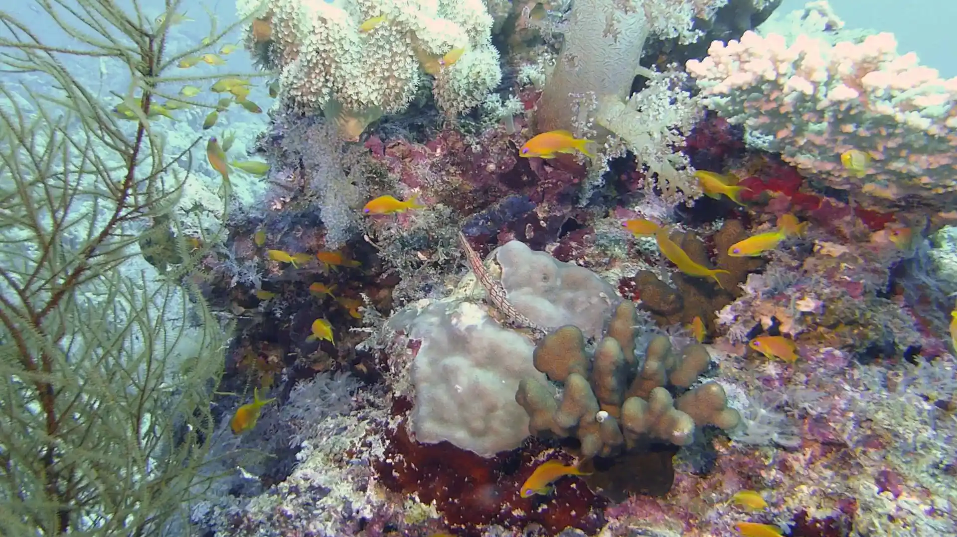 See colorful marine life while diving with Liveaboard Le Baron Noir